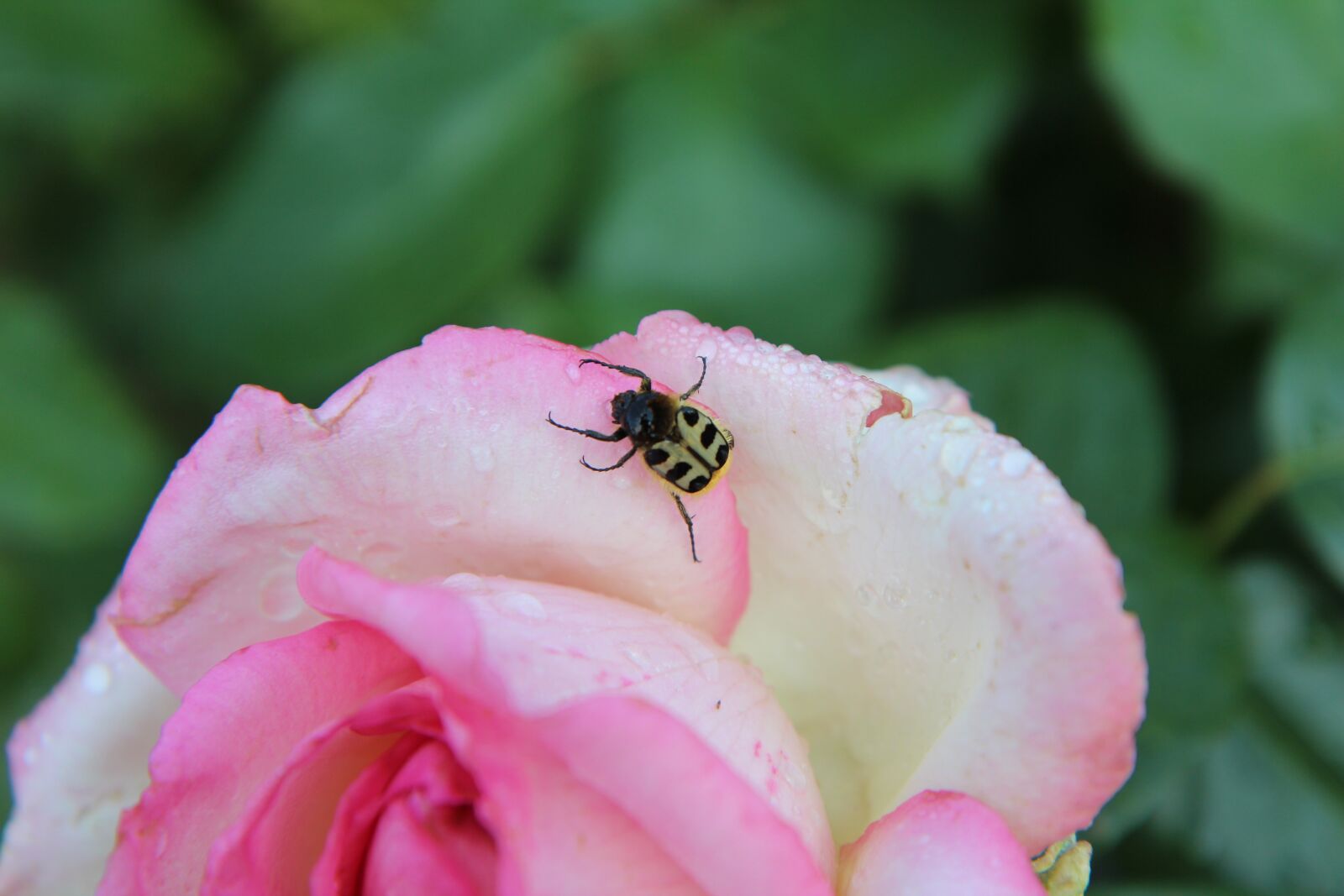 Canon EOS 600D (Rebel EOS T3i / EOS Kiss X5) sample photo. Pink, insect, rosebush photography