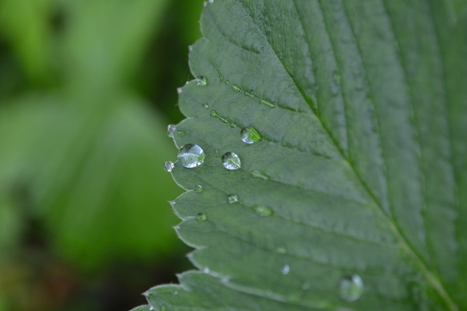 Nikon D3100 sample photo. Green, leaf photography
