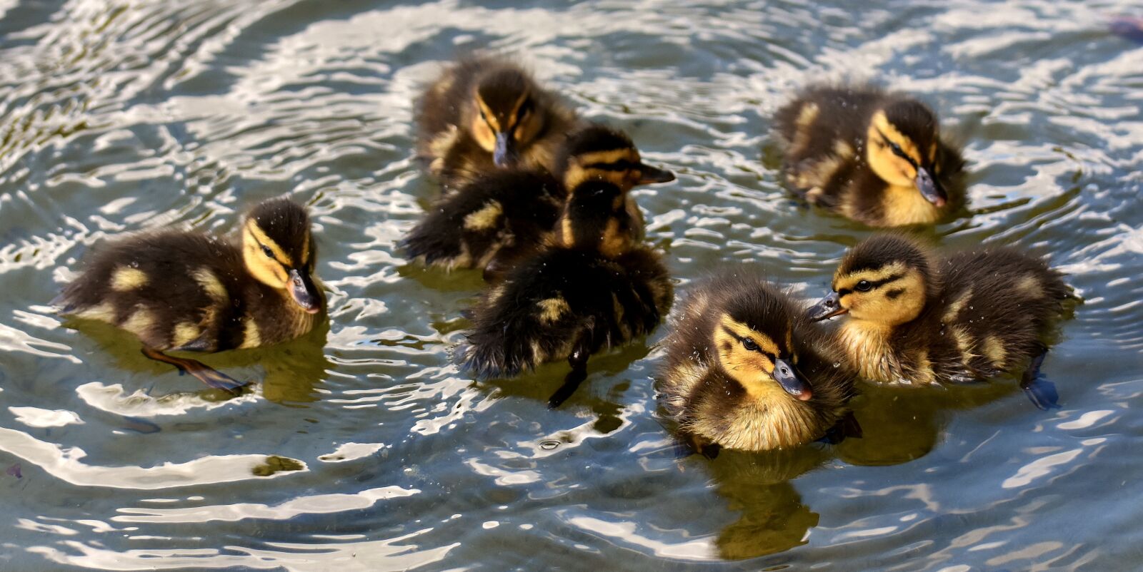 Nikon D7200 sample photo. Mallard, chicks, baby photography