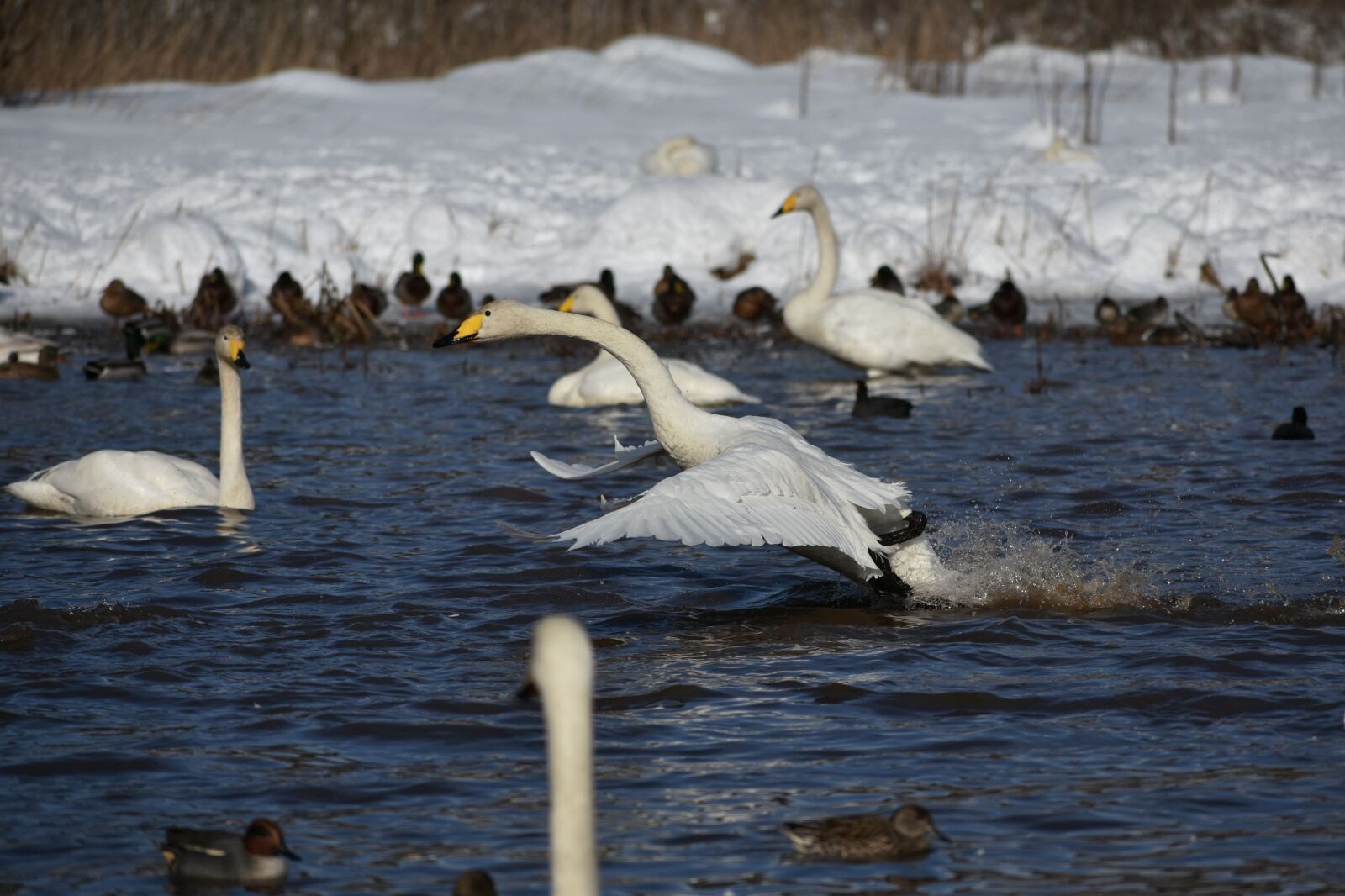 Nikon D7200 sample photo. Animal, lake, waterside photography