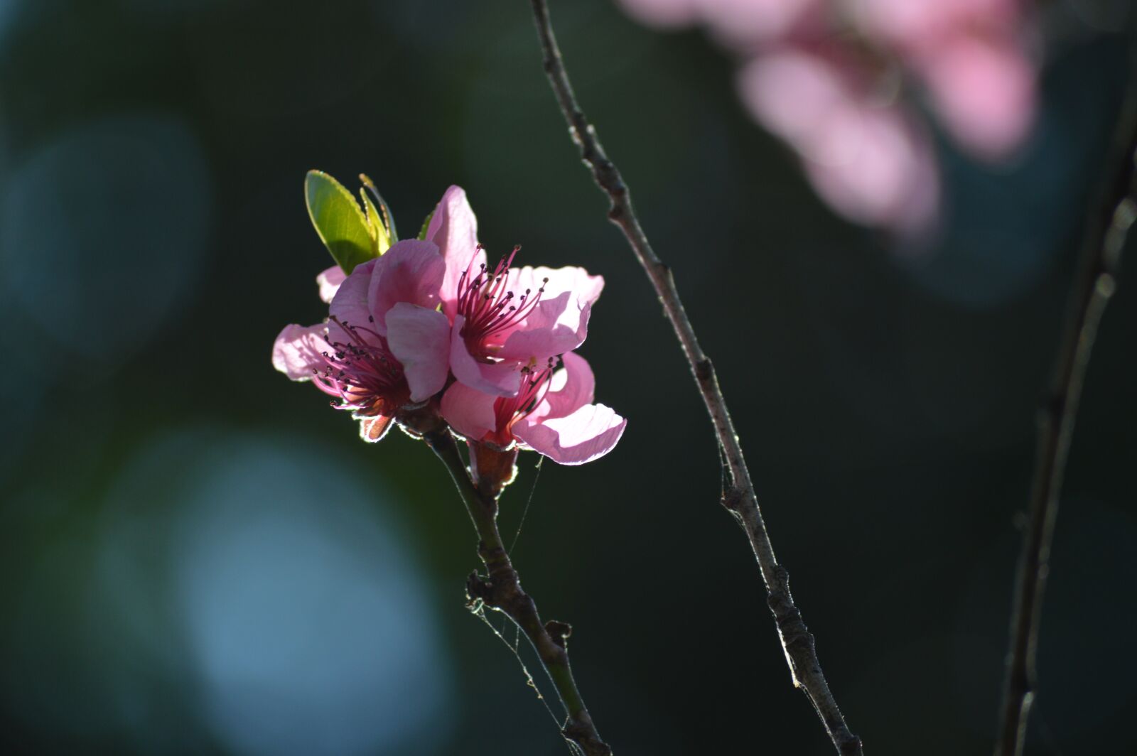 Nikon D3200 sample photo. Cherry, blossom, bloom photography