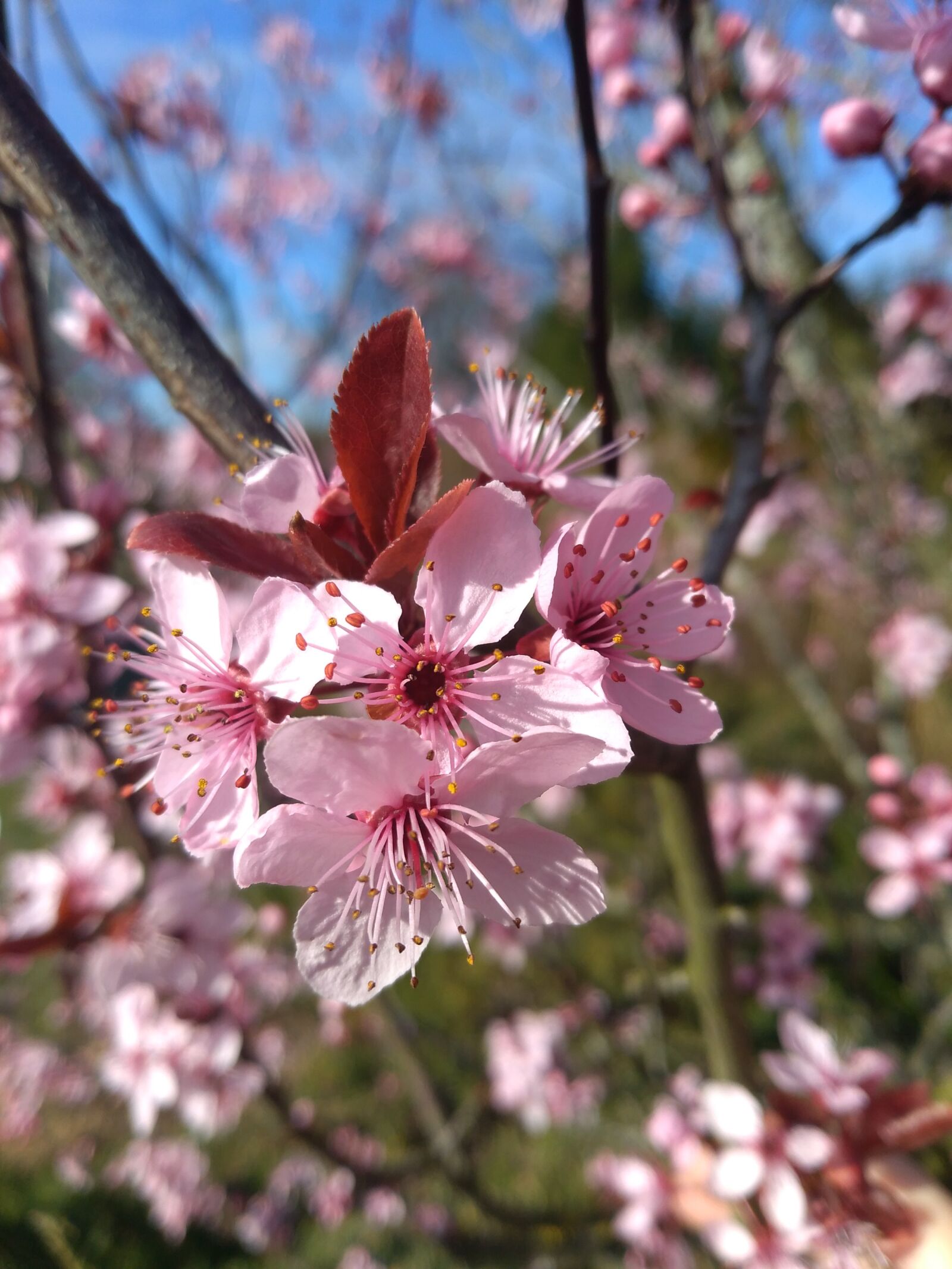 HUAWEI P9 LITE MINI sample photo. Spring, pink flower, plum photography