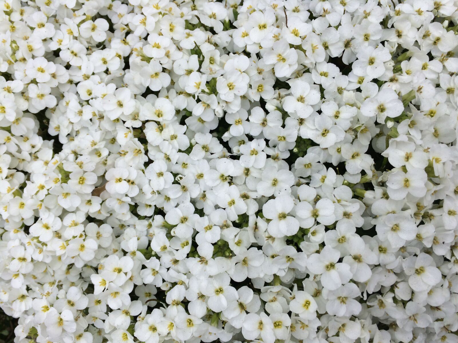 iPhone 5s back camera 4.15mm f/2.2 sample photo. White flowers, sea of photography