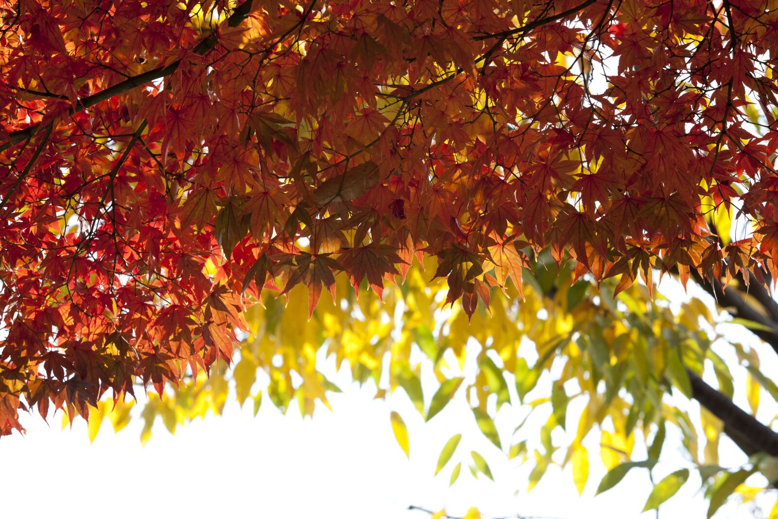Canon EOS 5D sample photo. Autumn, autumn leaves, maple photography