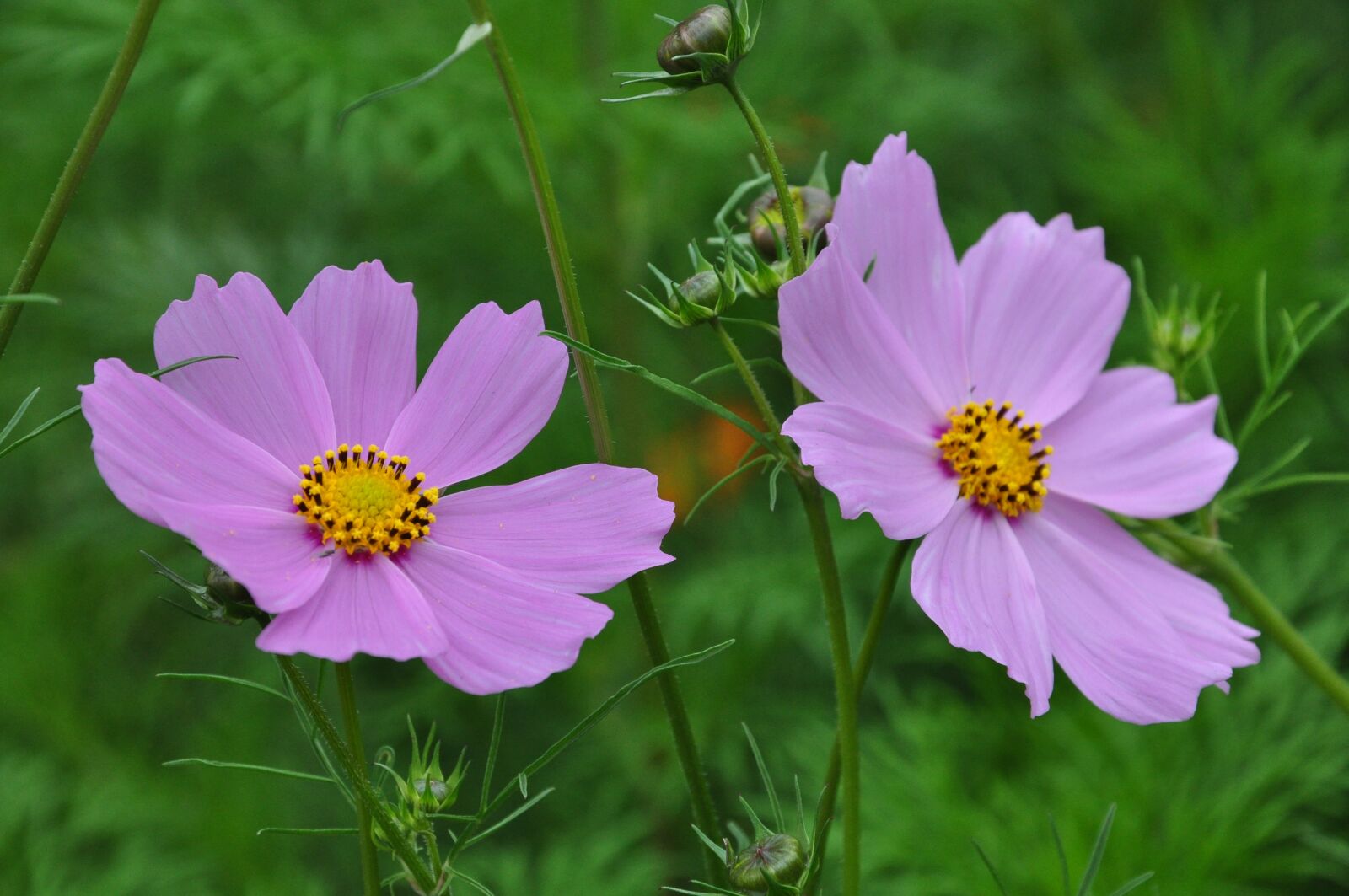 Nikon D90 sample photo. Flowers, flower, spring photography