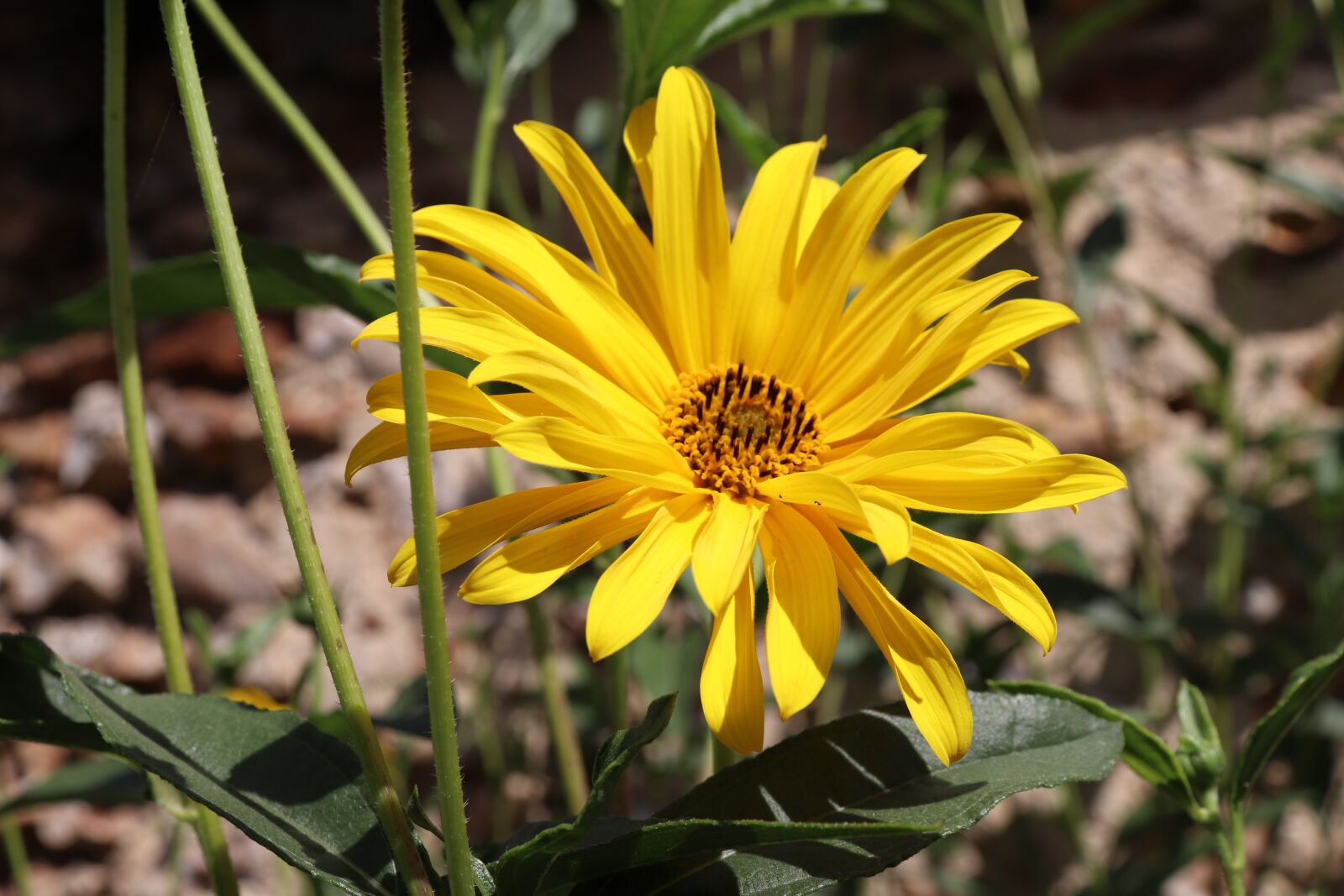 Canon EOS 800D (EOS Rebel T7i / EOS Kiss X9i) sample photo. Flowers, yellow, plants photography