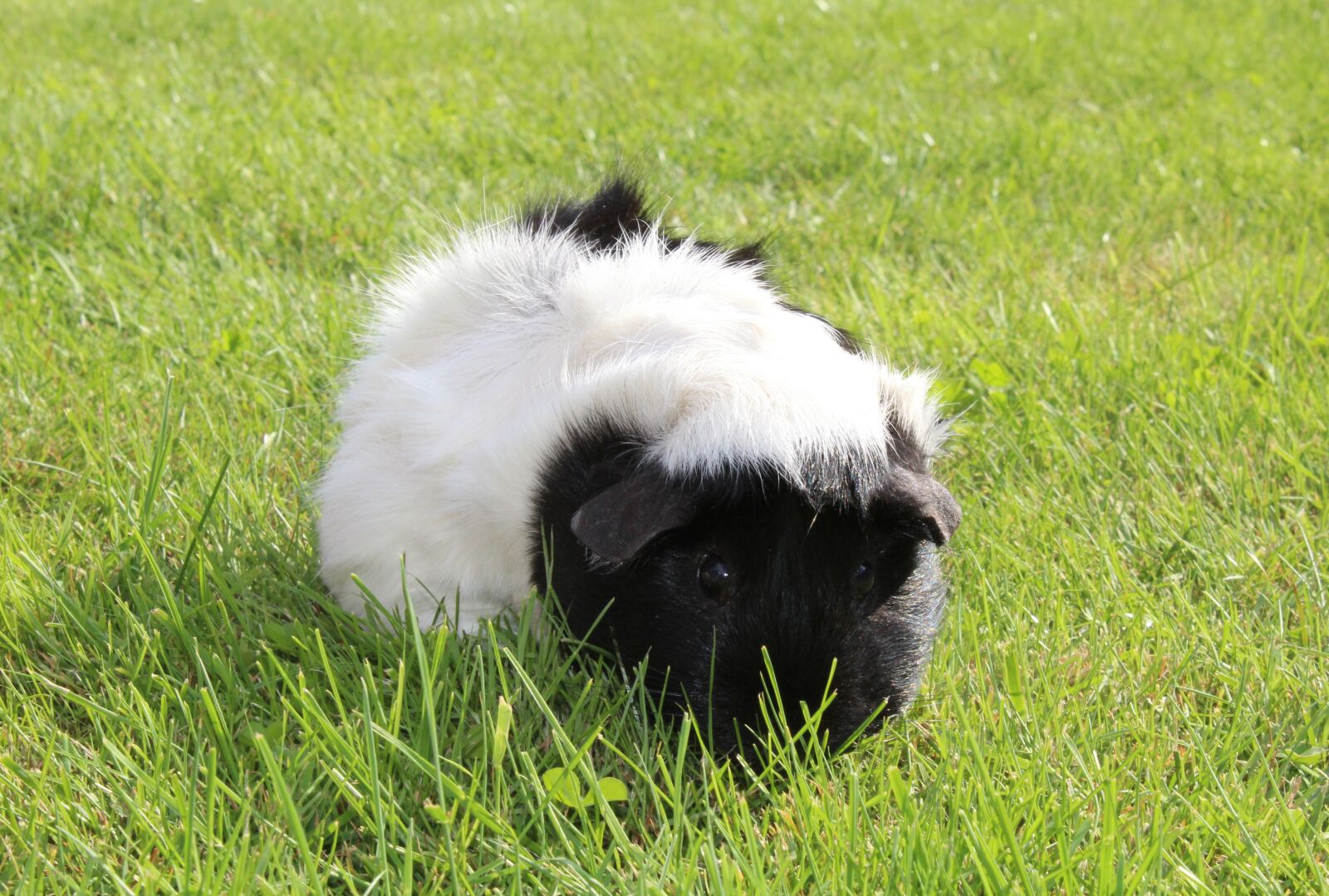 Canon EOS 1200D (EOS Rebel T5 / EOS Kiss X70 / EOS Hi) sample photo. Guinea pig, animal, rosette photography