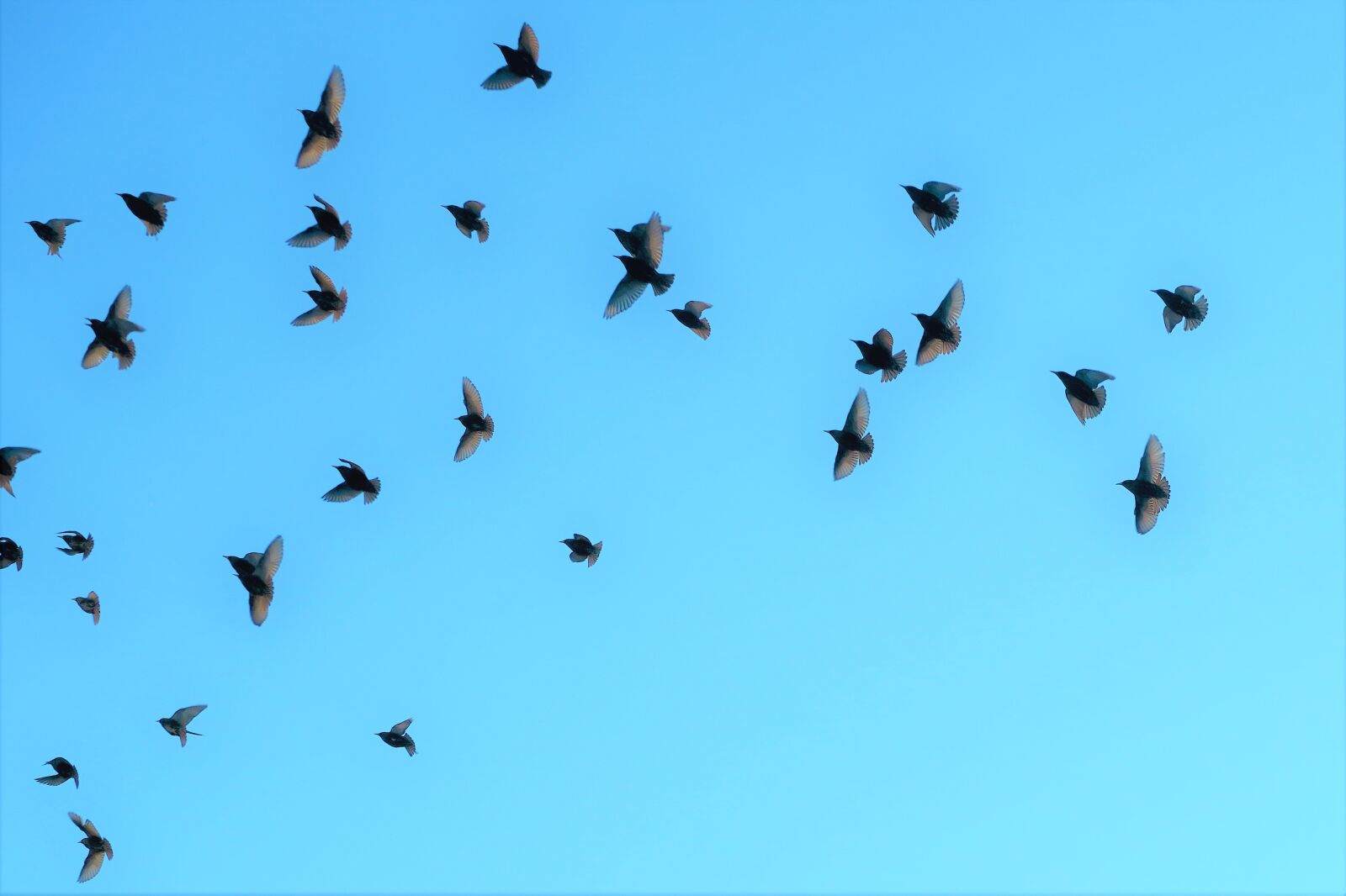 Canon PowerShot G7 X sample photo. Birds, winged, nature photography