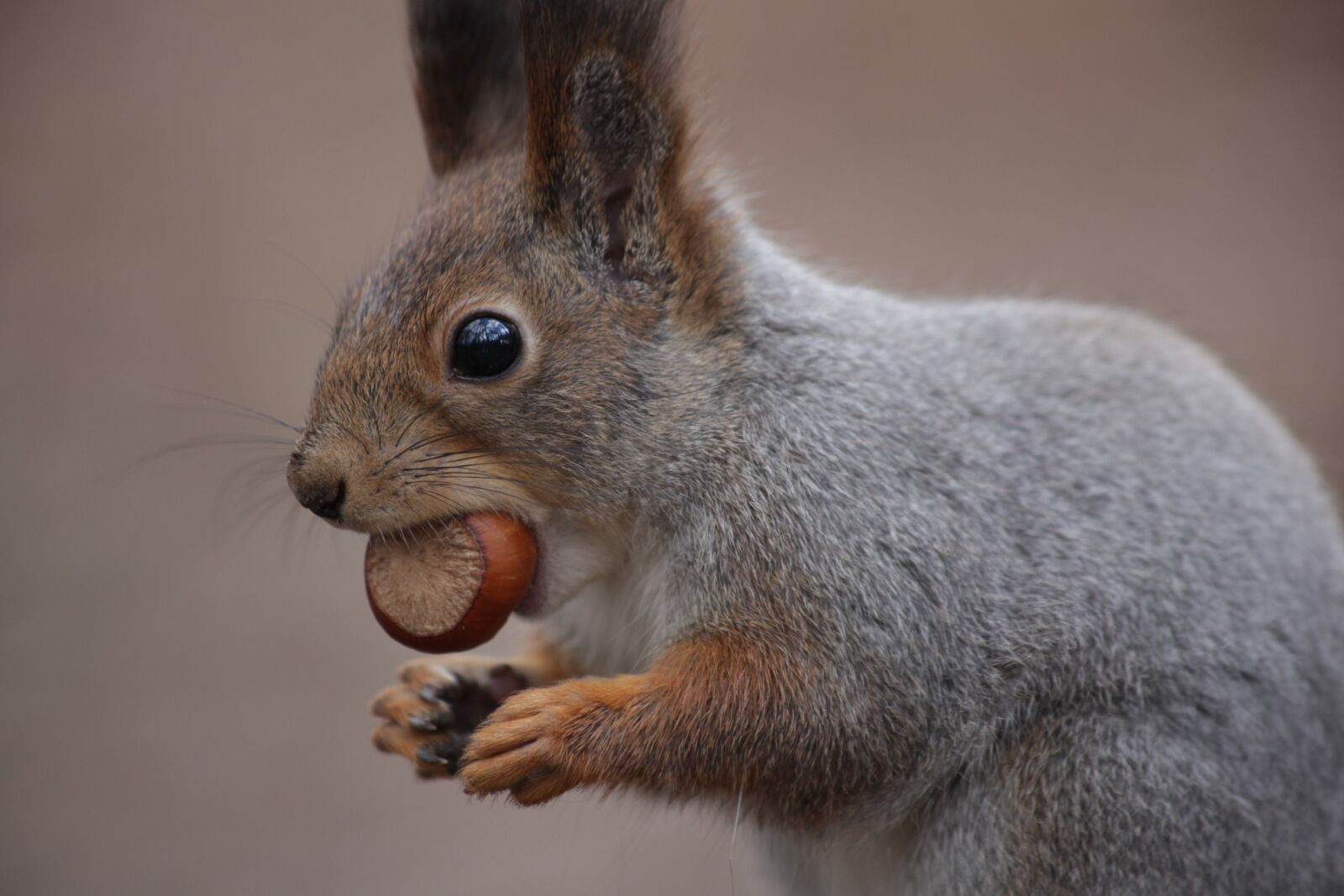 Canon EOS 5D Mark II sample photo. Cute, mammals, living nature photography