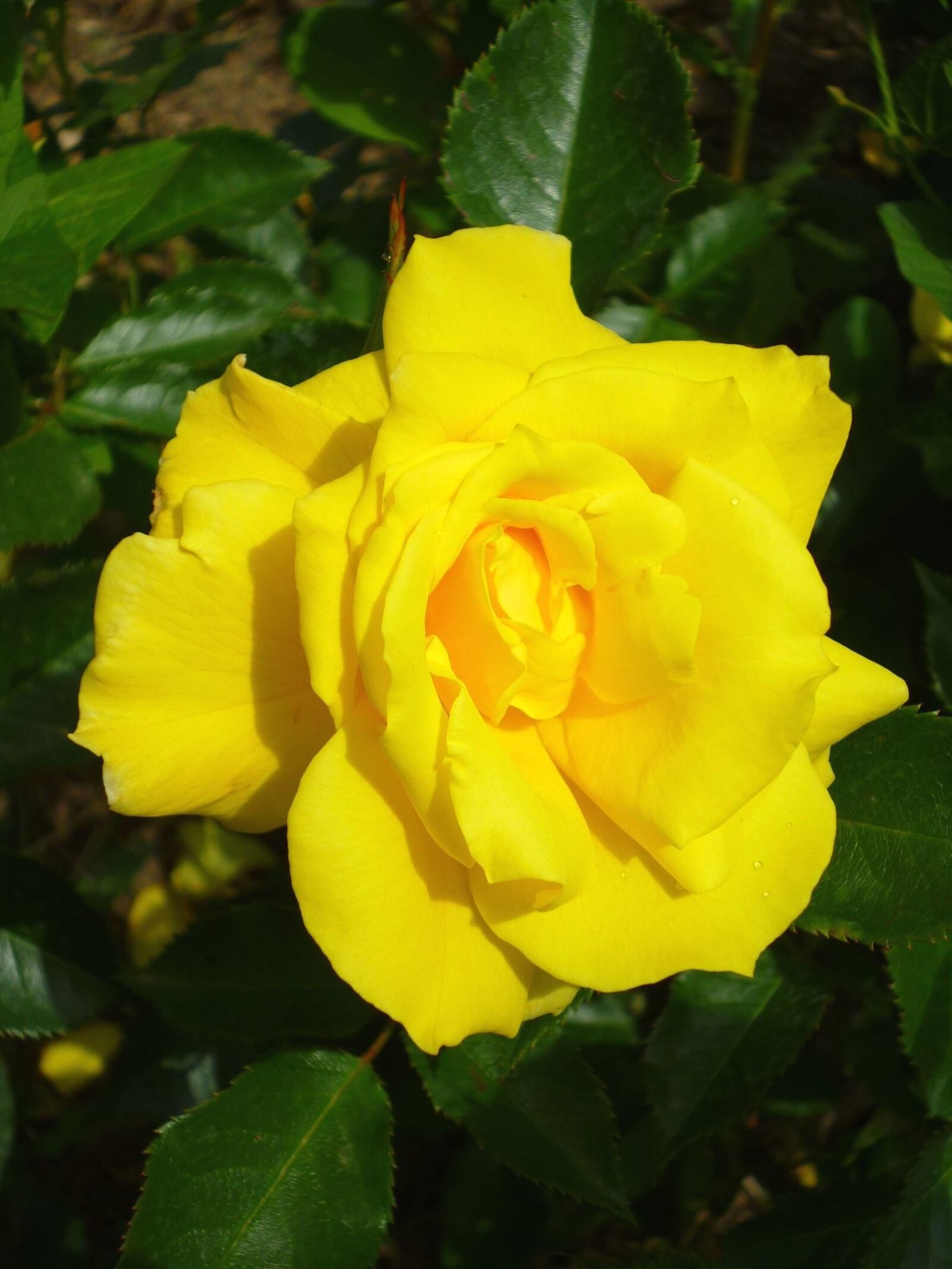 Panasonic Lumix DMC-S1 sample photo. Yellow, pistil, rose, petals photography