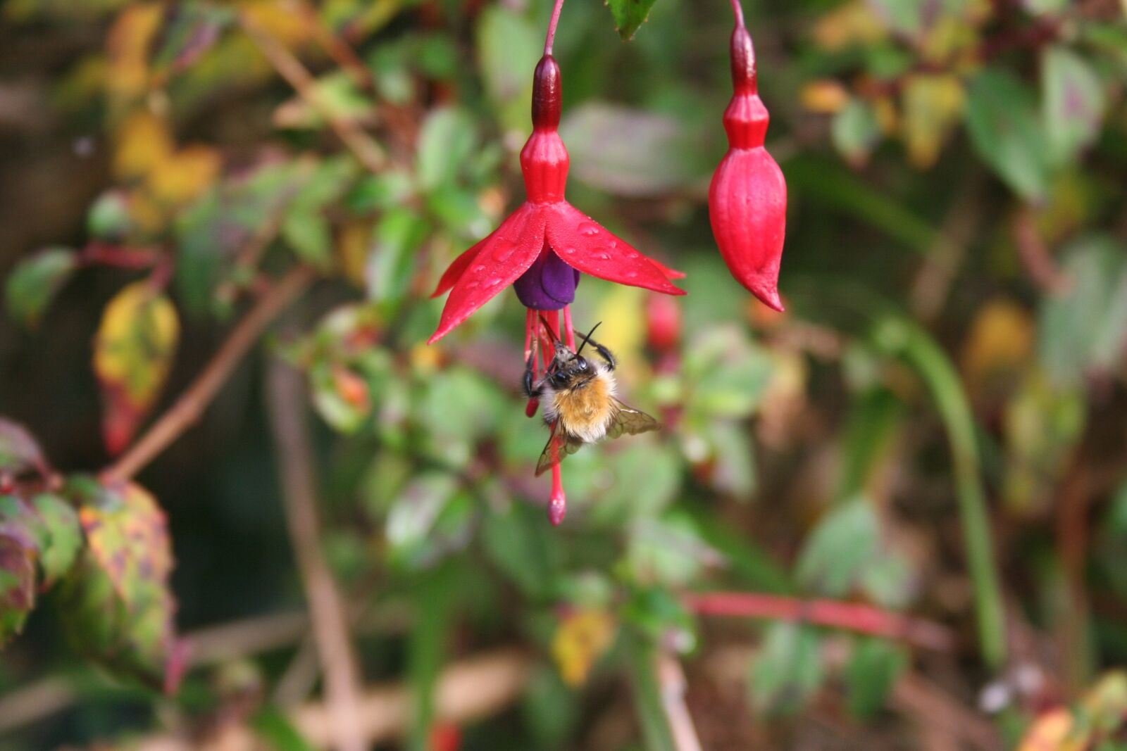Canon EOS 350D (EOS Digital Rebel XT / EOS Kiss Digital N) sample photo. Bee, fuschia, insect photography