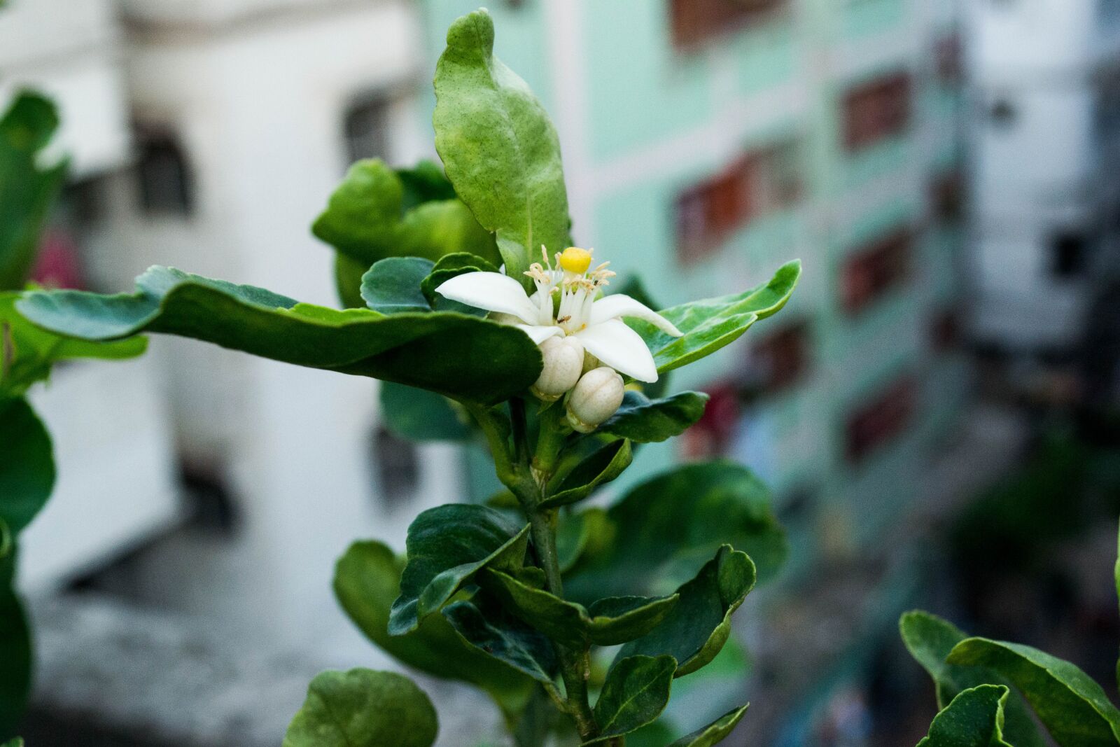 Nikon D3100 sample photo. Plant, garden, green photography