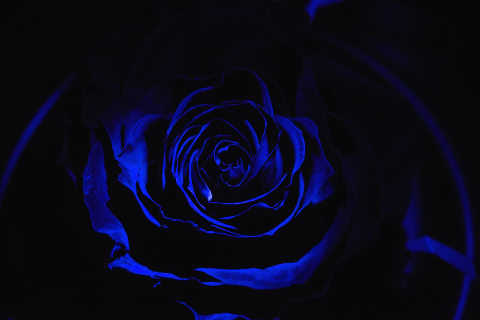 Nikon D3400 sample photo. Rosa, dark, black photography