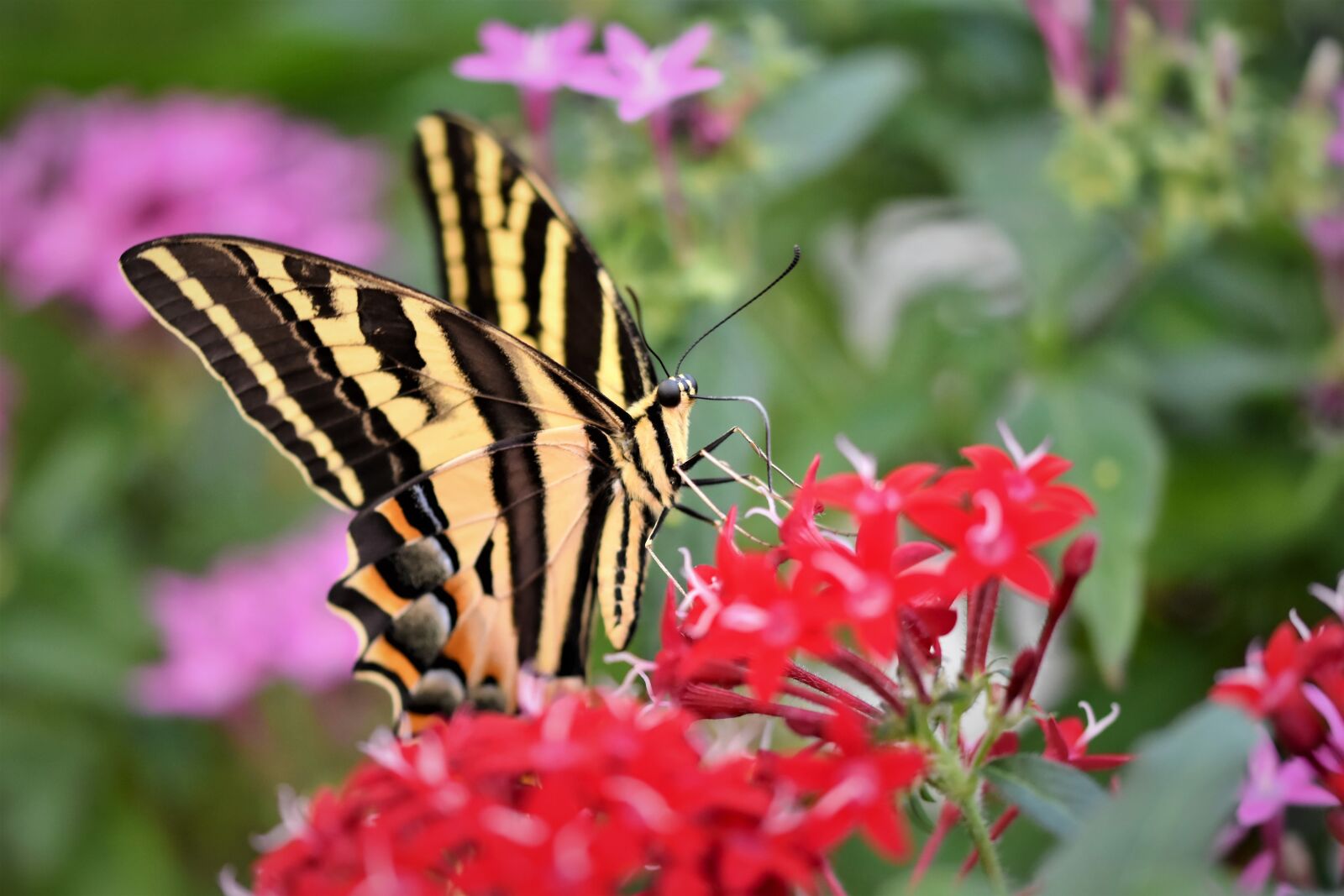 Nikon D7200 sample photo. Schwalbenschw nzchen, butterfly, tropical photography