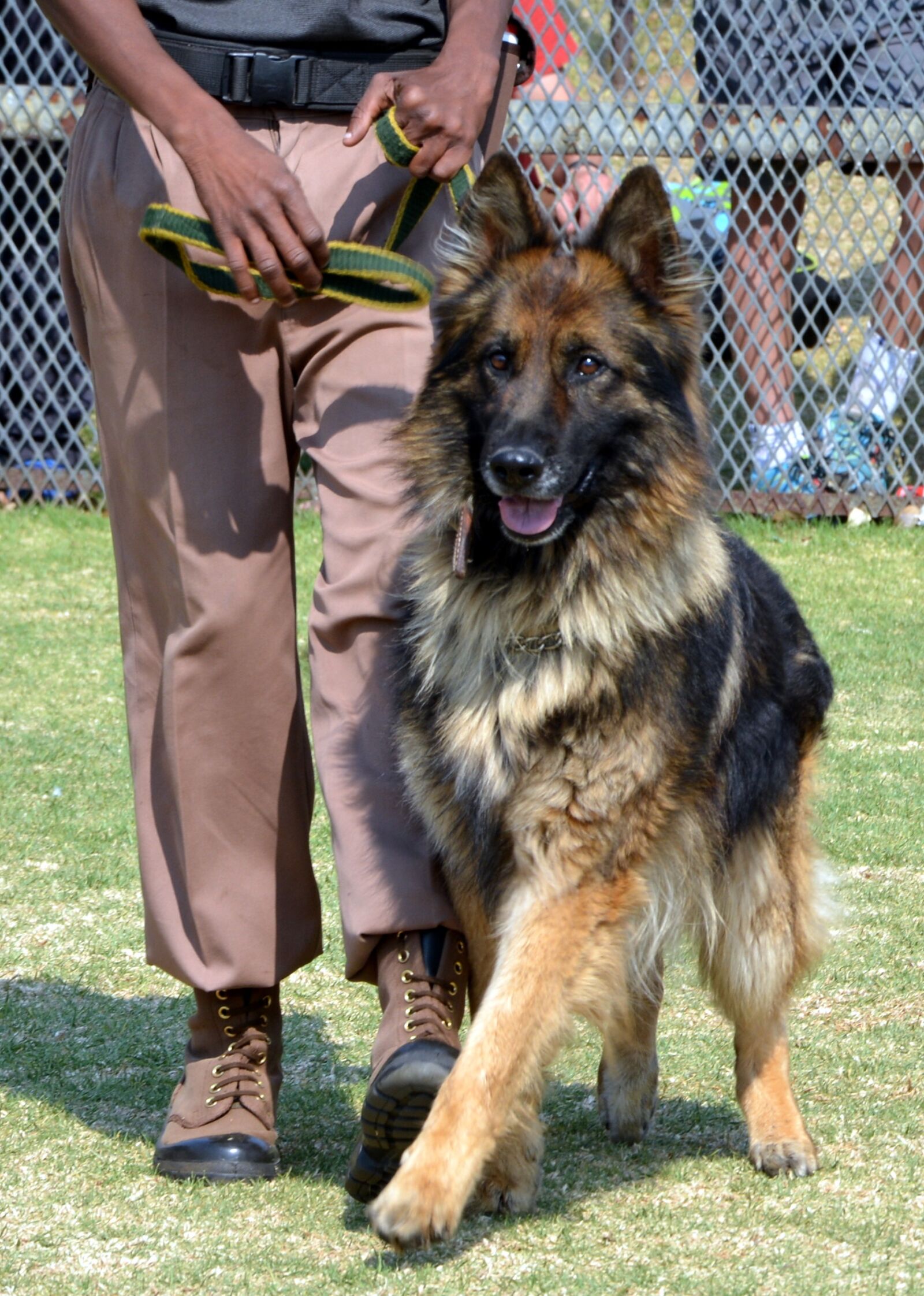Nikon D5200 sample photo. Dog training, obedience, purebred photography