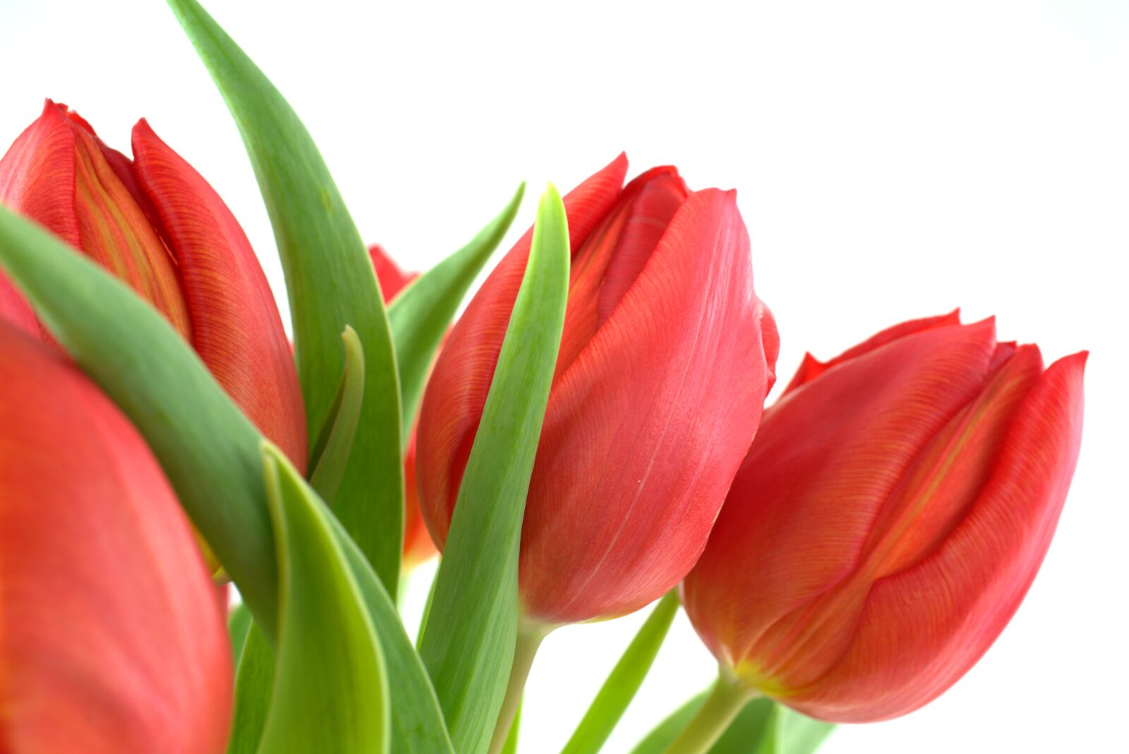 Sony FE 50mm F2.8 Macro sample photo. Tulip, spring, flower photography