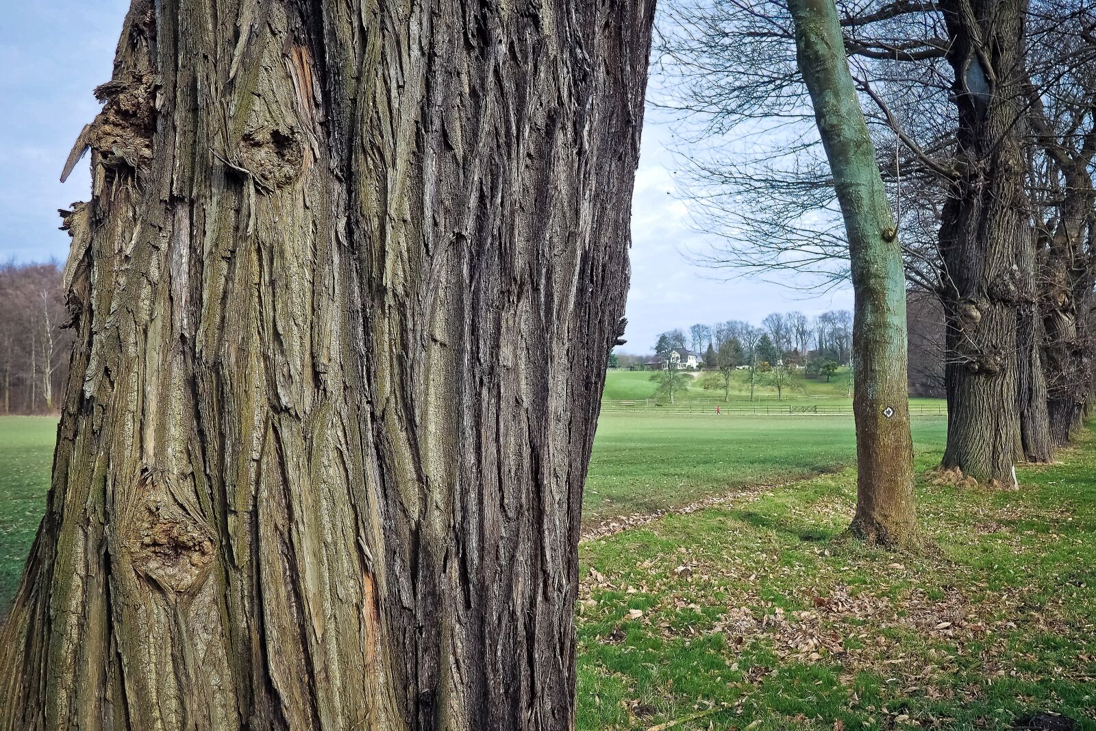 Olympus OM-D E-M10 sample photo. Trees, old, old tree photography