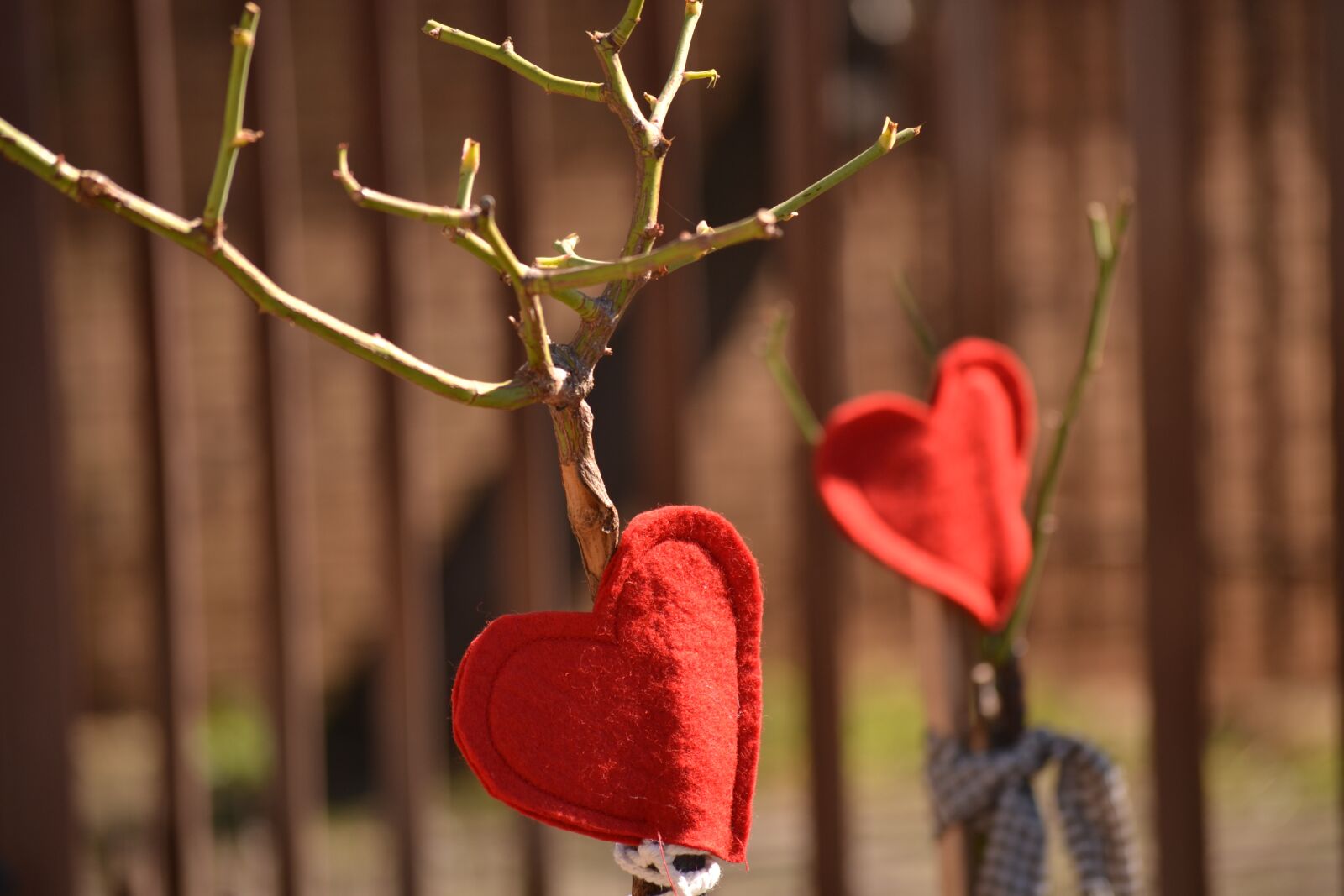 Nikon D3100 sample photo. Red hearts, decoration, rose photography