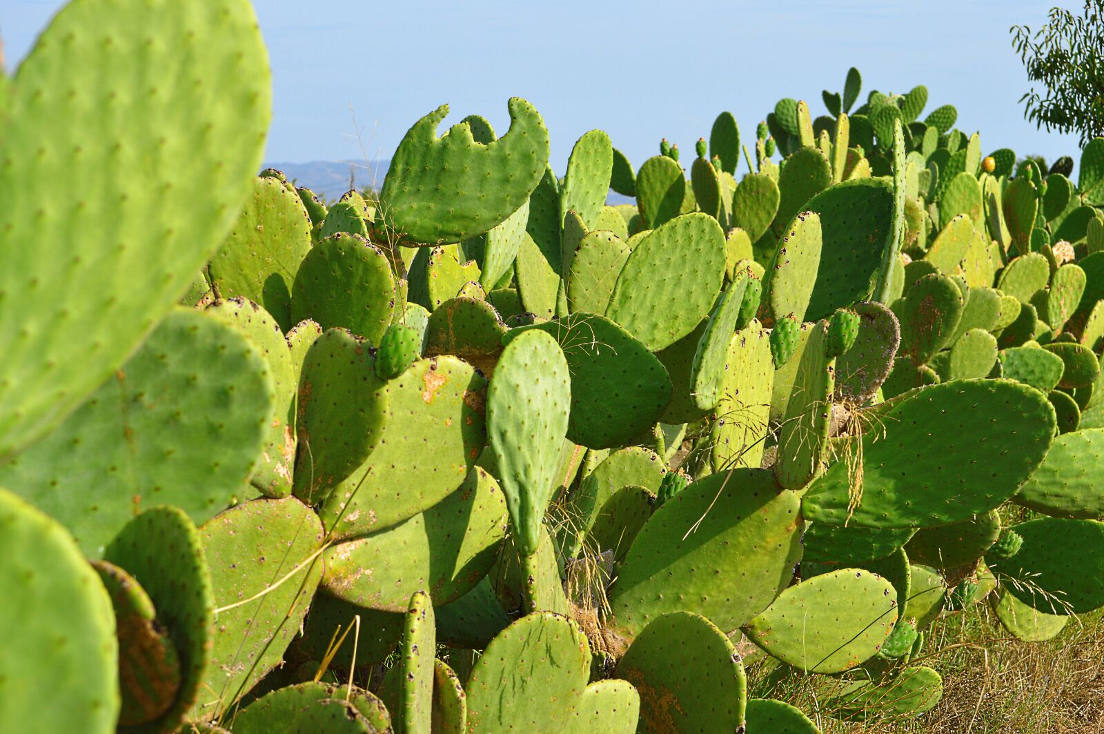 Nikon D3200 sample photo. Chumberas, prickly pear, cactus photography