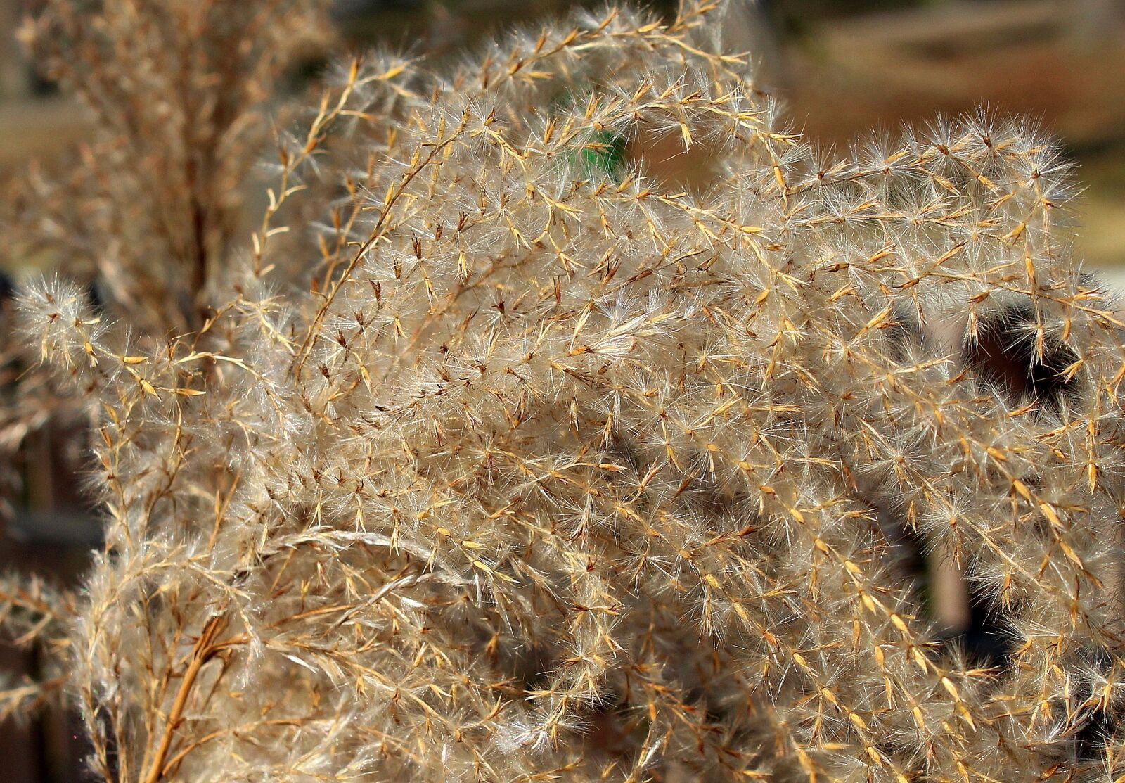 Canon EOS 1200D (EOS Rebel T5 / EOS Kiss X70 / EOS Hi) sample photo. Nature, grass, closeup photography