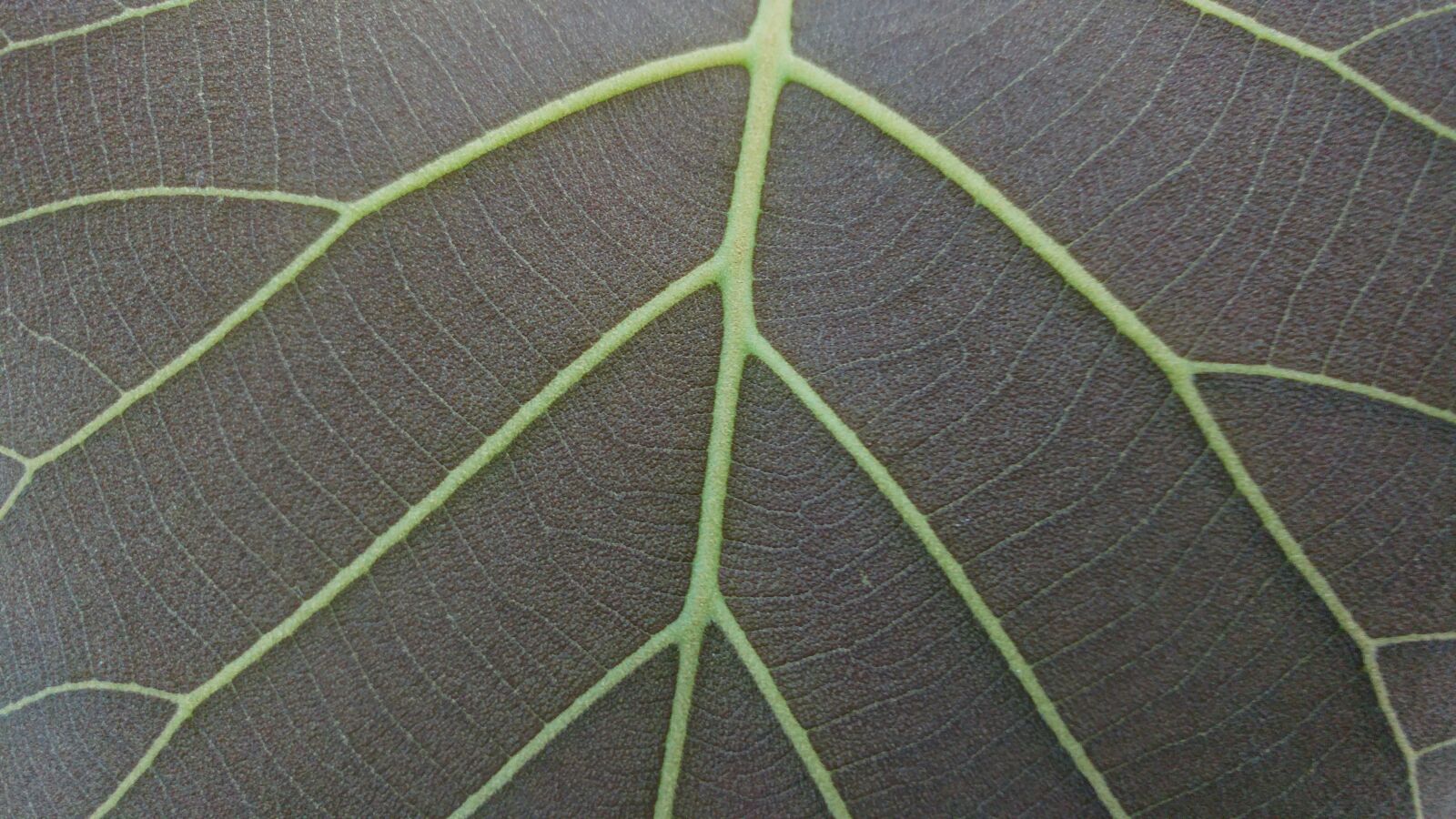LG G5 sample photo. Grey leaves, mesopodium, petiolus photography