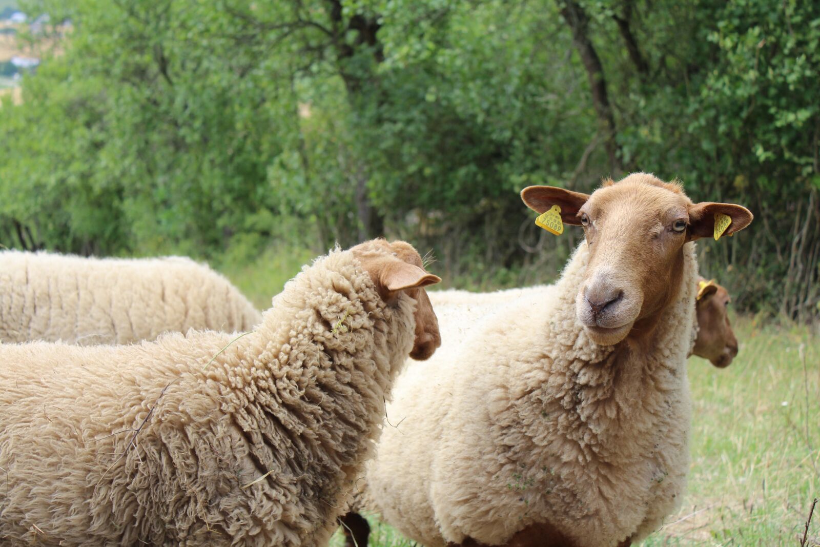 Canon EOS 600D (Rebel EOS T3i / EOS Kiss X5) sample photo. Sheep, nature, wool photography
