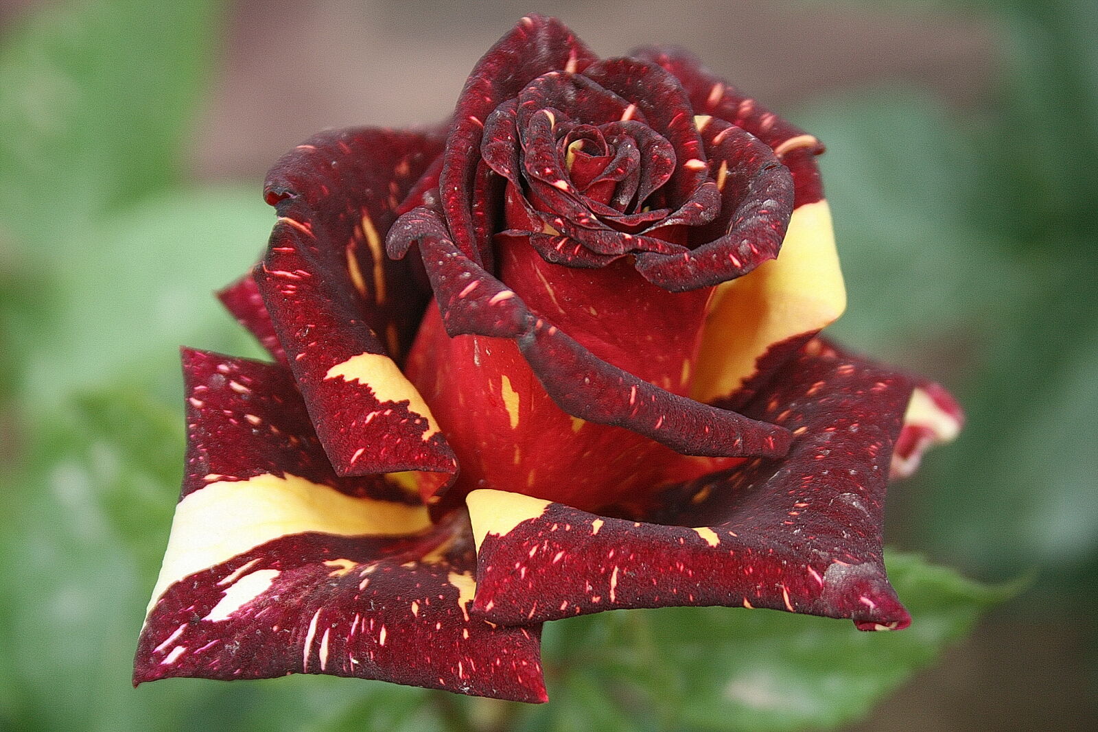 Canon EF-S 18-55mm F3.5-5.6 II sample photo. Beautiful, roses photography