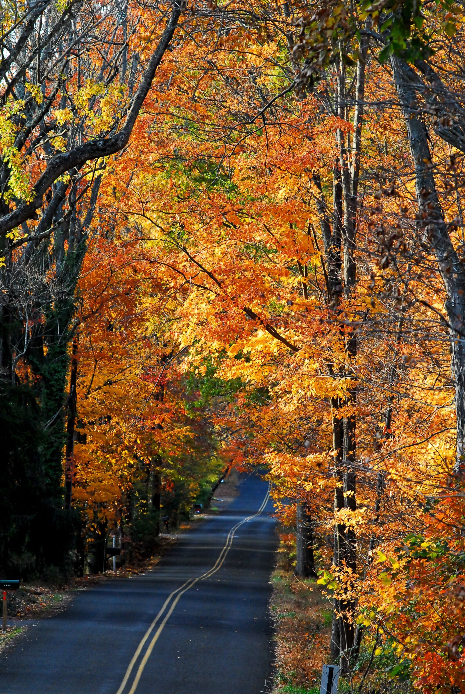 Nikon D200 sample photo. Country road, autumn, fall photography