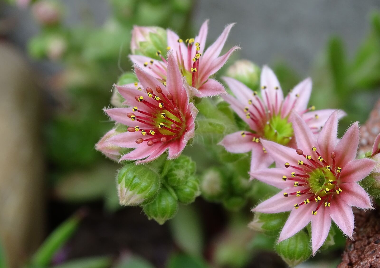Sony Cyber-shot DSC-HX400V sample photo. Houseleek, dachwurz, succulent photography