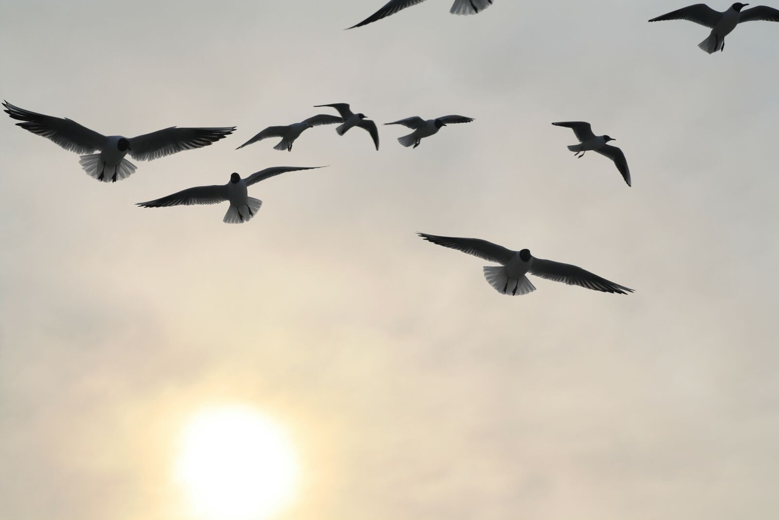 Canon EOS 1000D (EOS Digital Rebel XS / EOS Kiss F) sample photo. Bird, flight, animal world photography