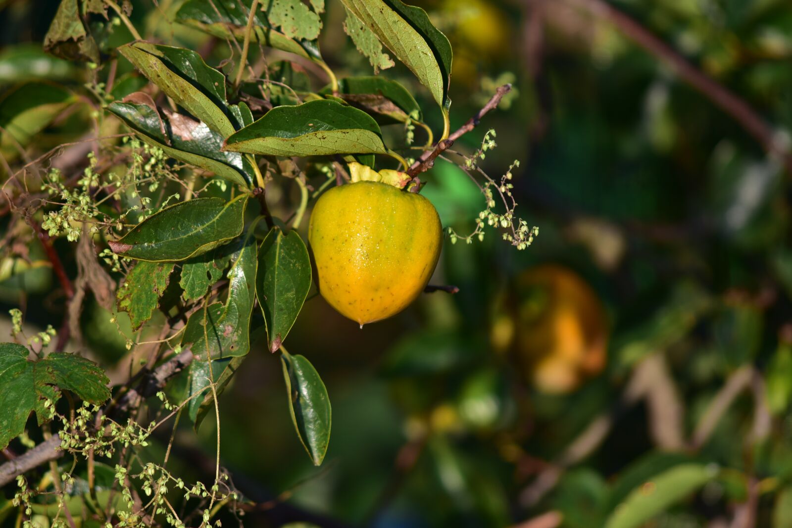 Nikon D750 sample photo. Persimmon, autumn, fruit photography