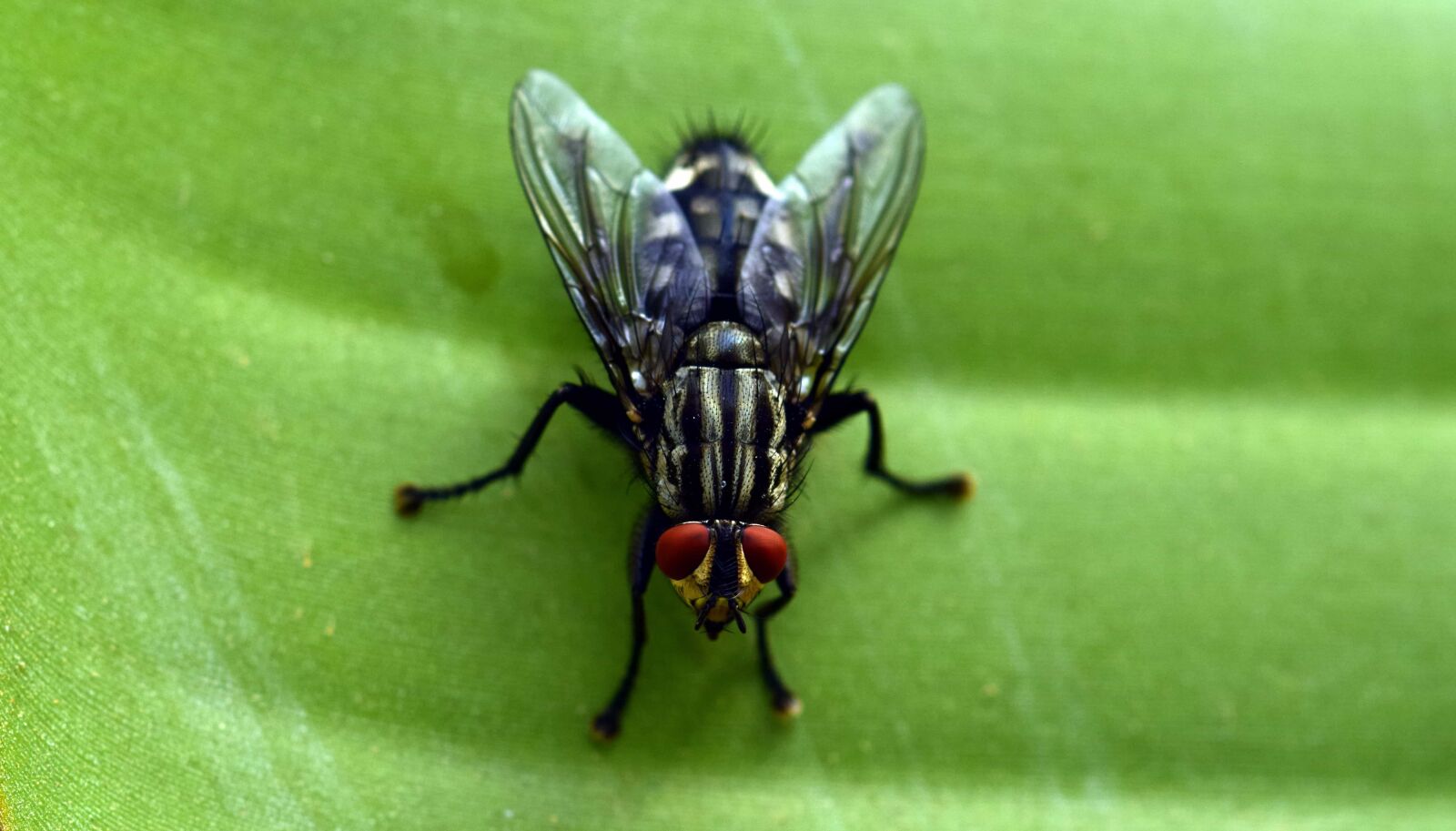 Nikon D3300 sample photo. Nature, macro, insect, bug photography