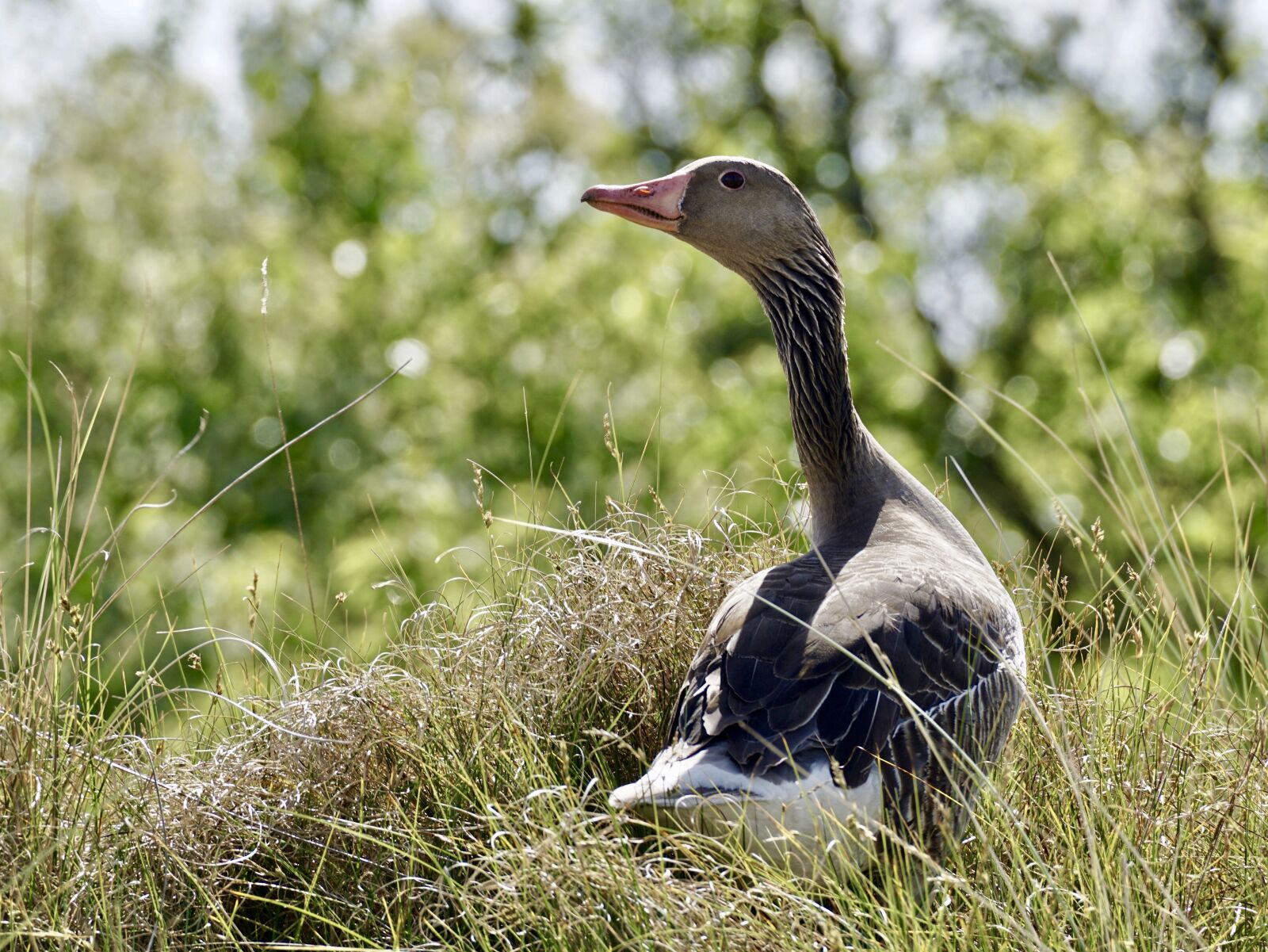 Sony DT 55-300mm F4.5-5.6 SAM sample photo. Goose, greylag goose, wild photography