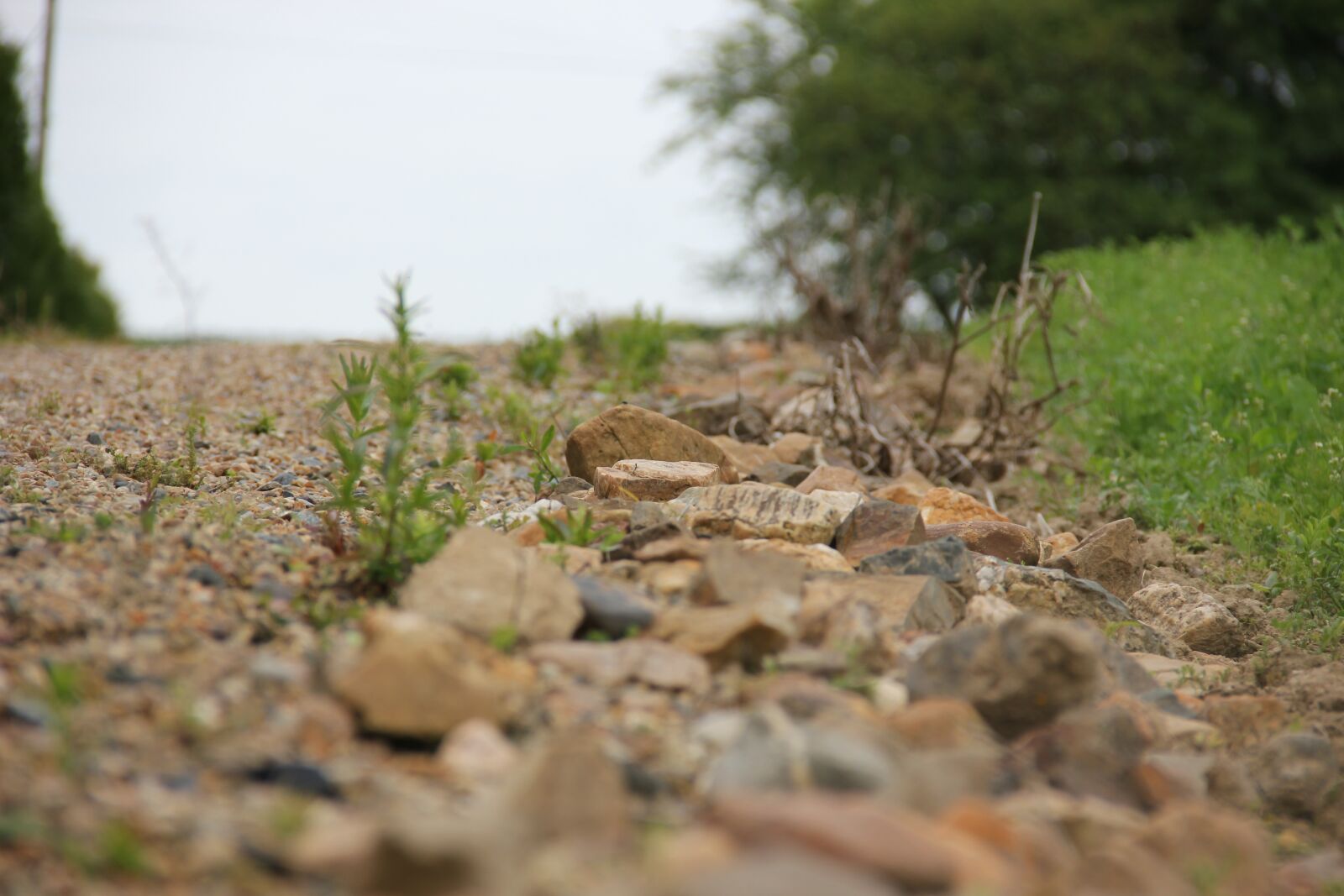 Canon EOS 550D (EOS Rebel T2i / EOS Kiss X4) sample photo. Path, pierre, nature photography