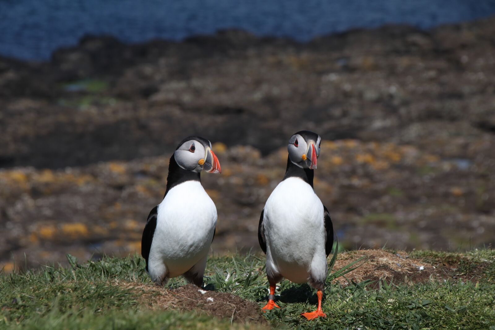 Canon EOS M50 (EOS Kiss M) sample photo. Puffins, scotland, birds photography