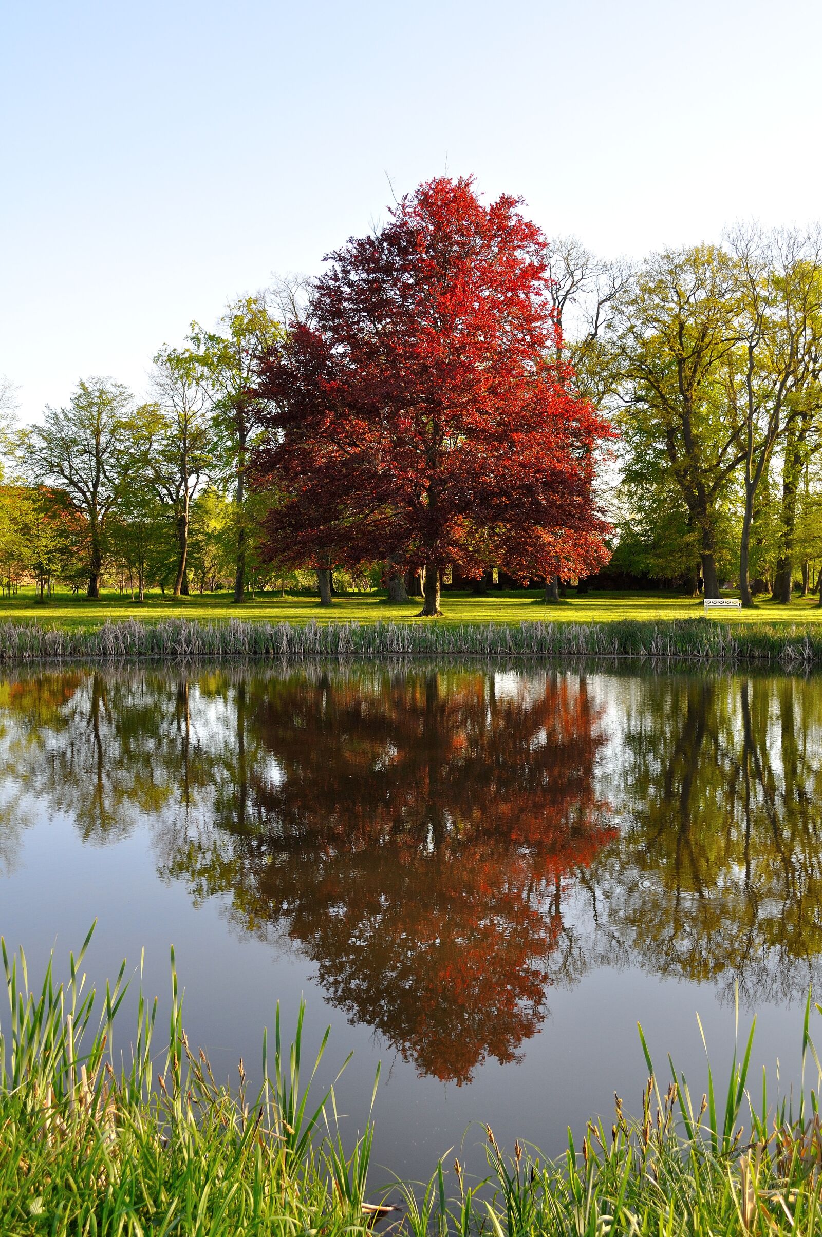 Nikon D5000 sample photo. Tree, beech, park photography