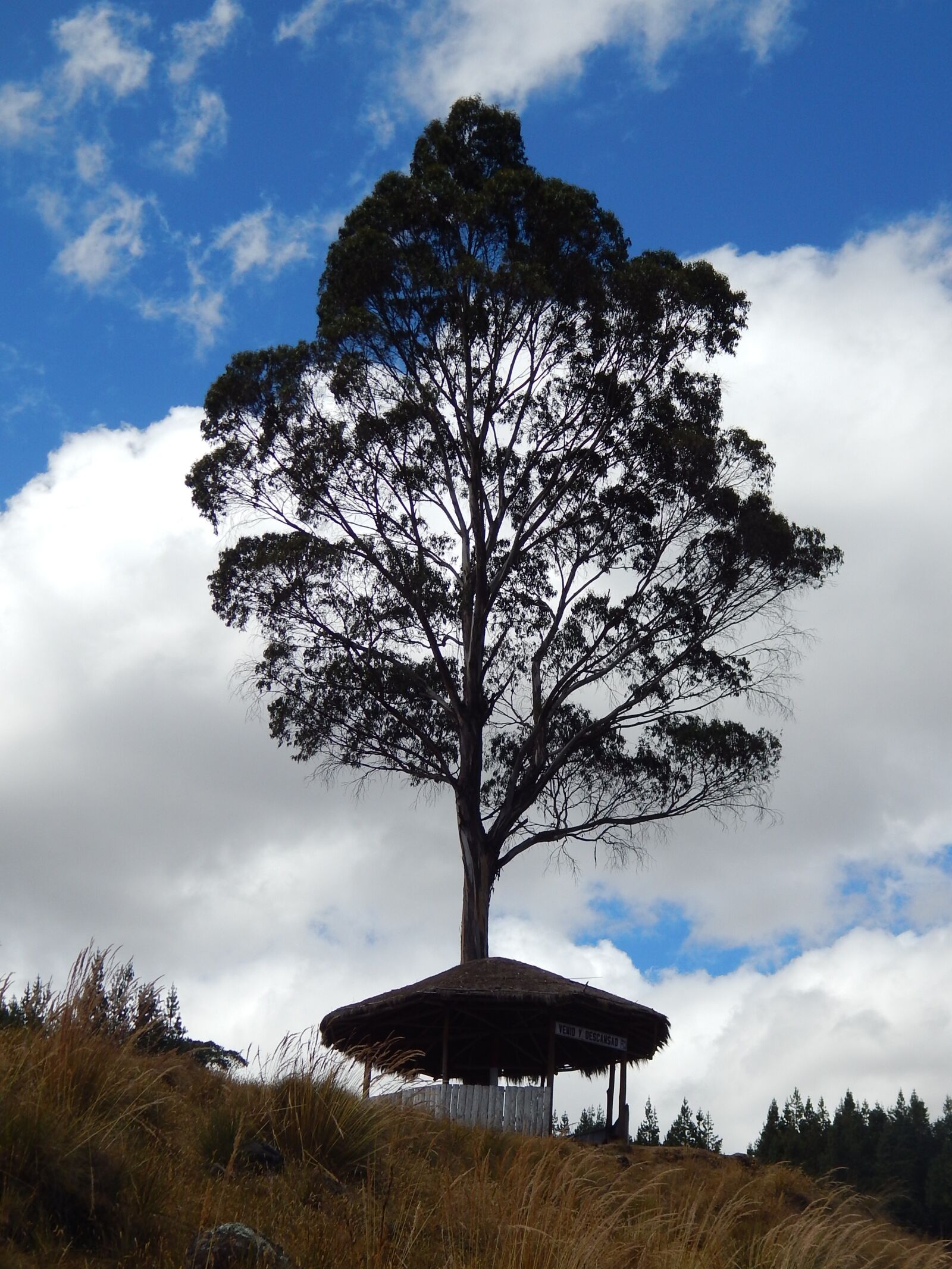 Nikon Coolpix L820 sample photo. Environment, natural, tree photography