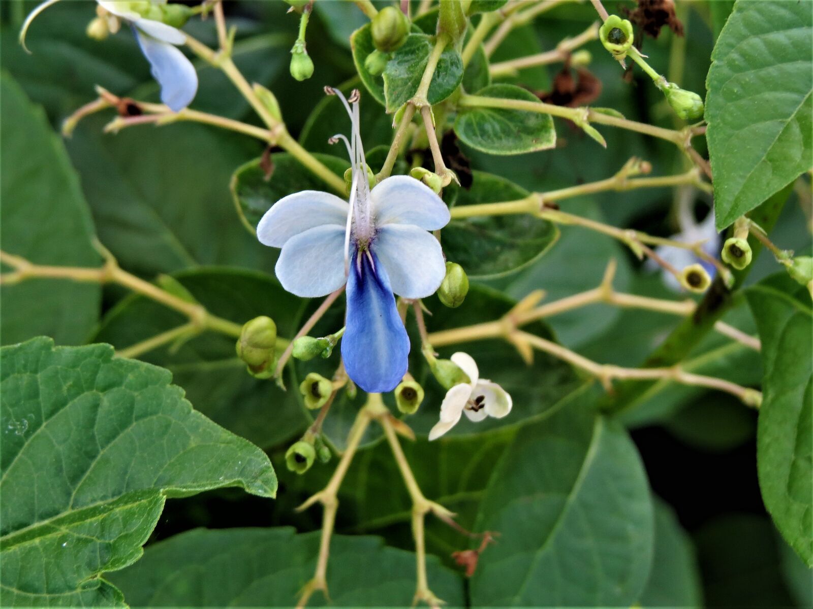 Canon PowerShot SX50 HS sample photo. Flower, blue, green photography