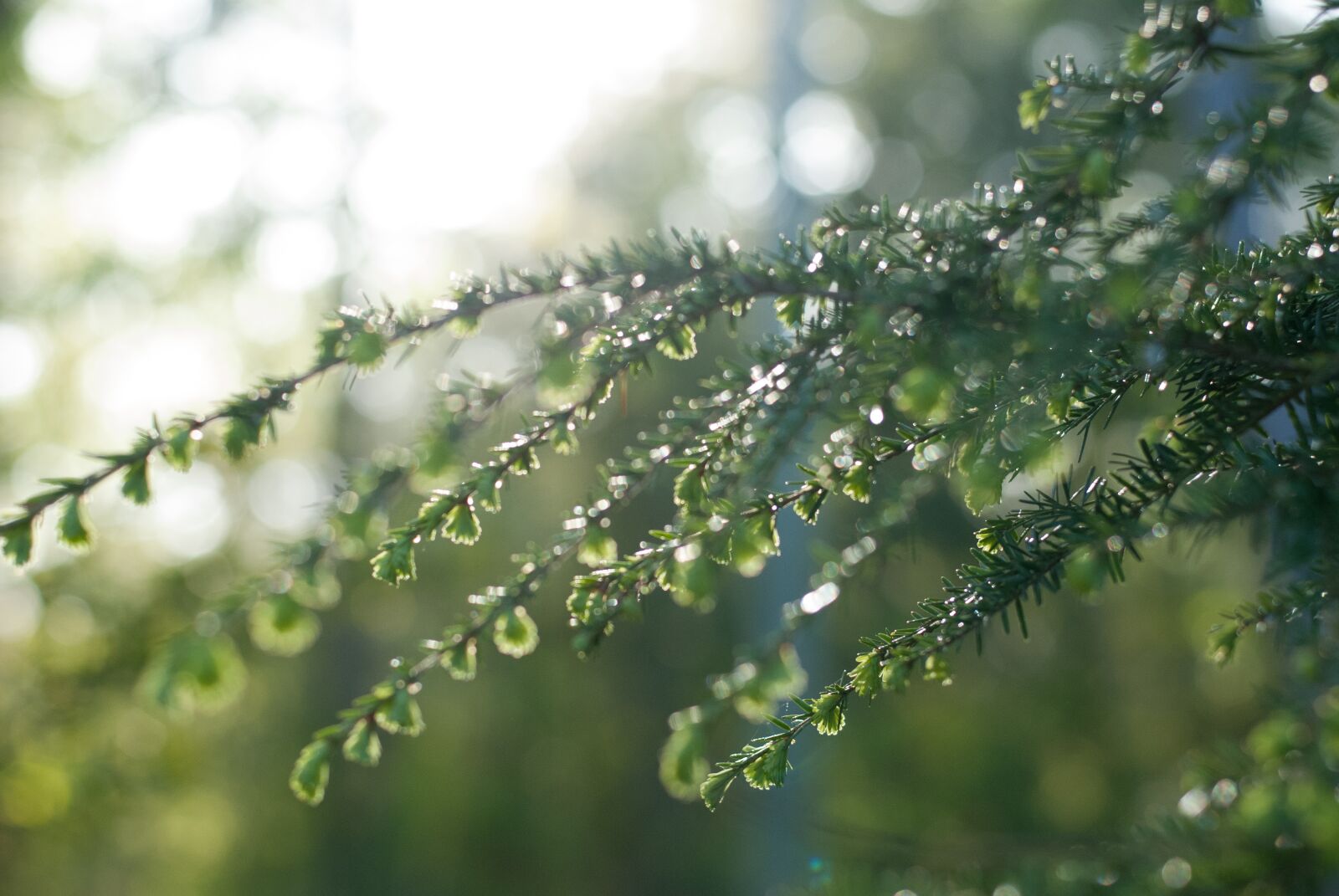 Nikon D80 sample photo. Tree, branch, spring photography