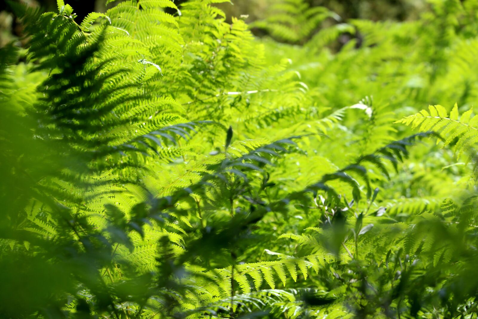 Canon EOS 650D (EOS Rebel T4i / EOS Kiss X6i) sample photo. Nature, forest, leaves photography