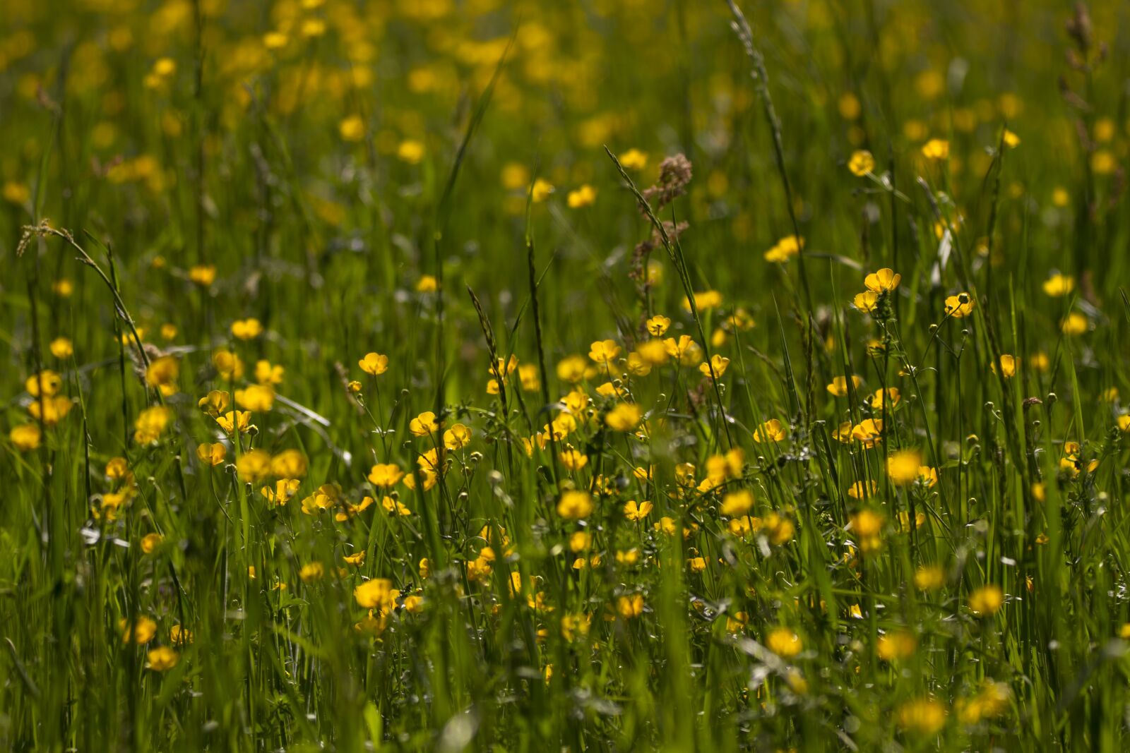 Canon EOS 7D + 150-600mm F5-6.3 DG OS HSM | Contemporary 015 sample photo. Buttercup, ranunculus, field of photography