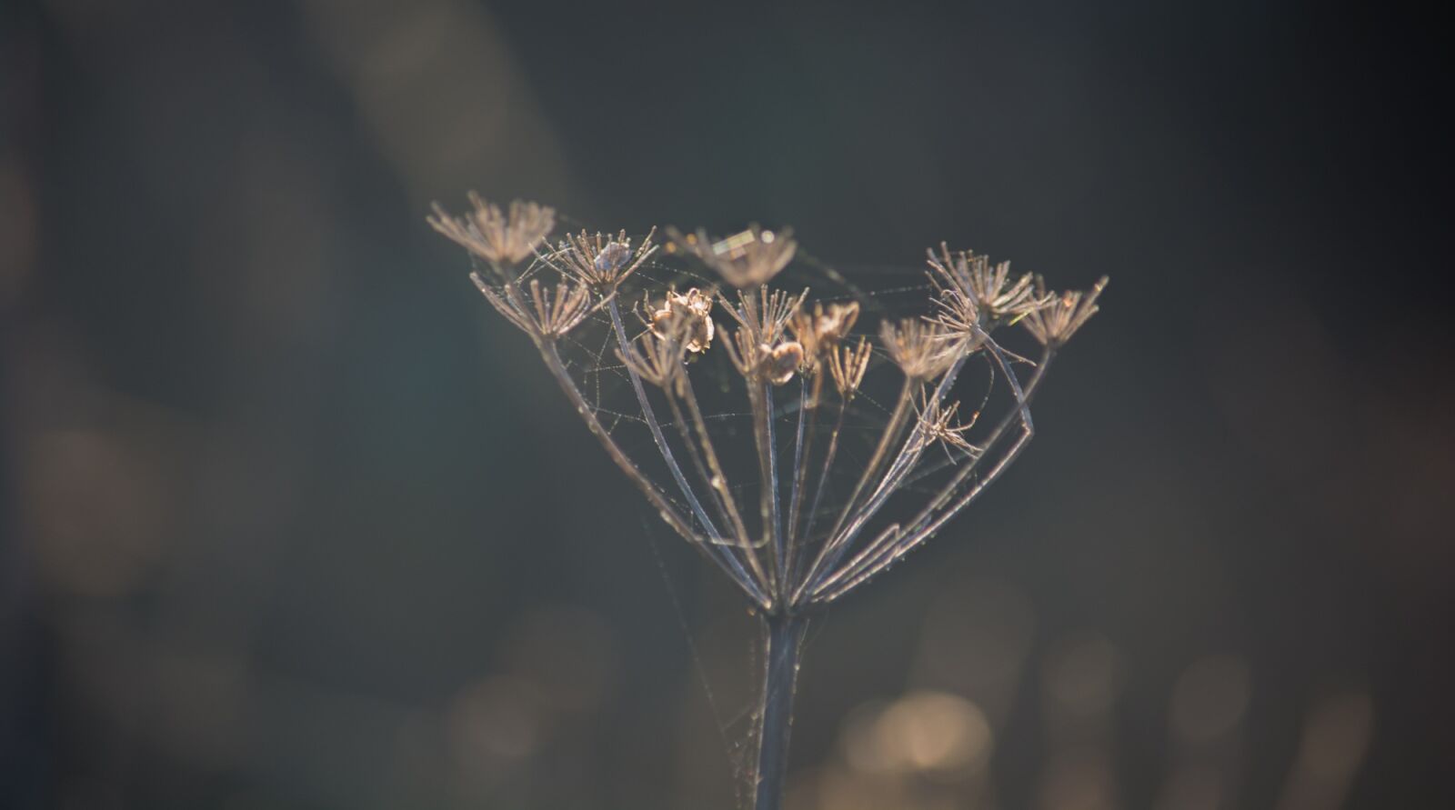 Nikon D5200 sample photo. Plant, field, nature photography