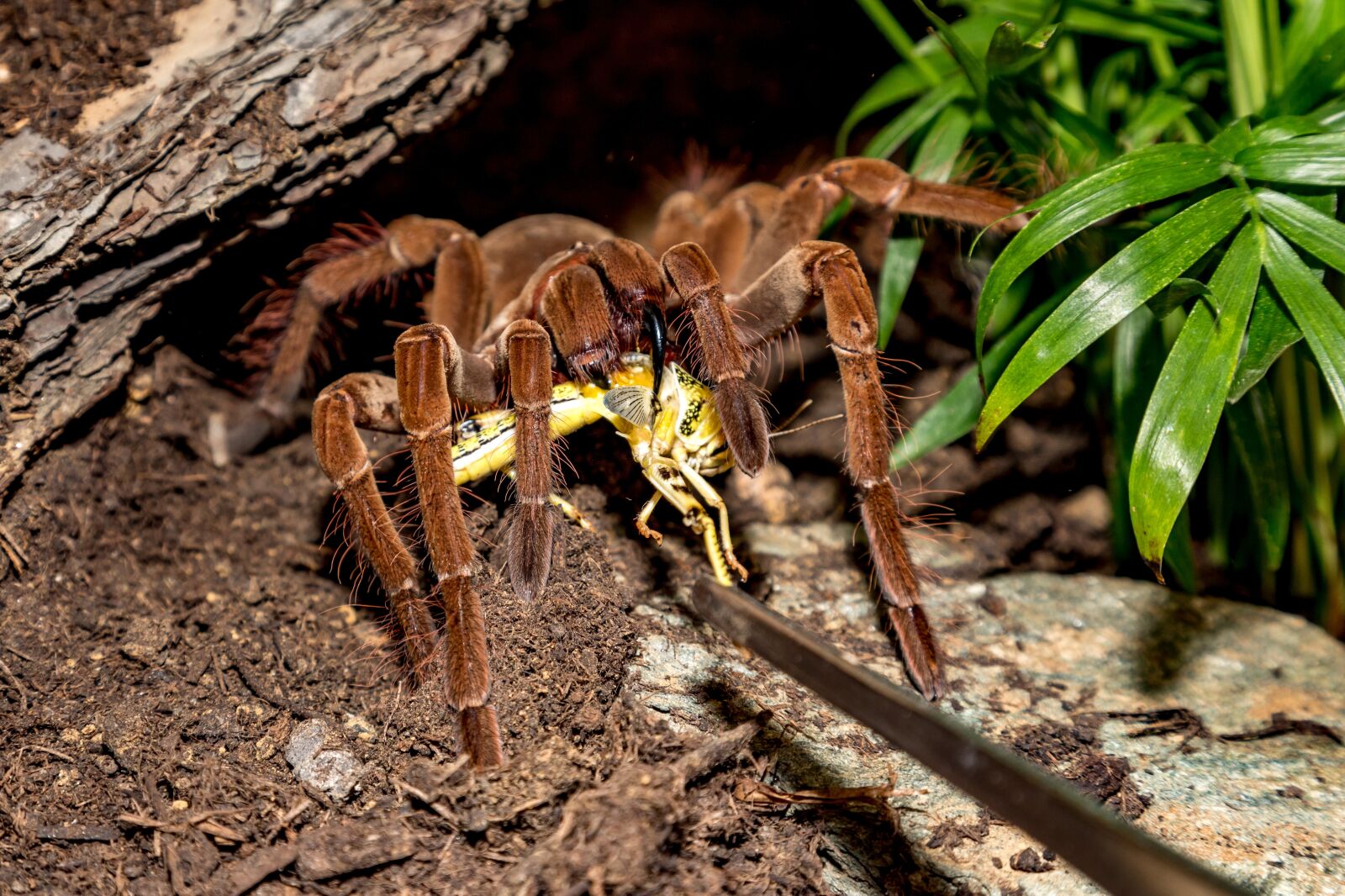 Canon EOS 5D Mark IV sample photo. Tarantula, theraphosa, spider photography