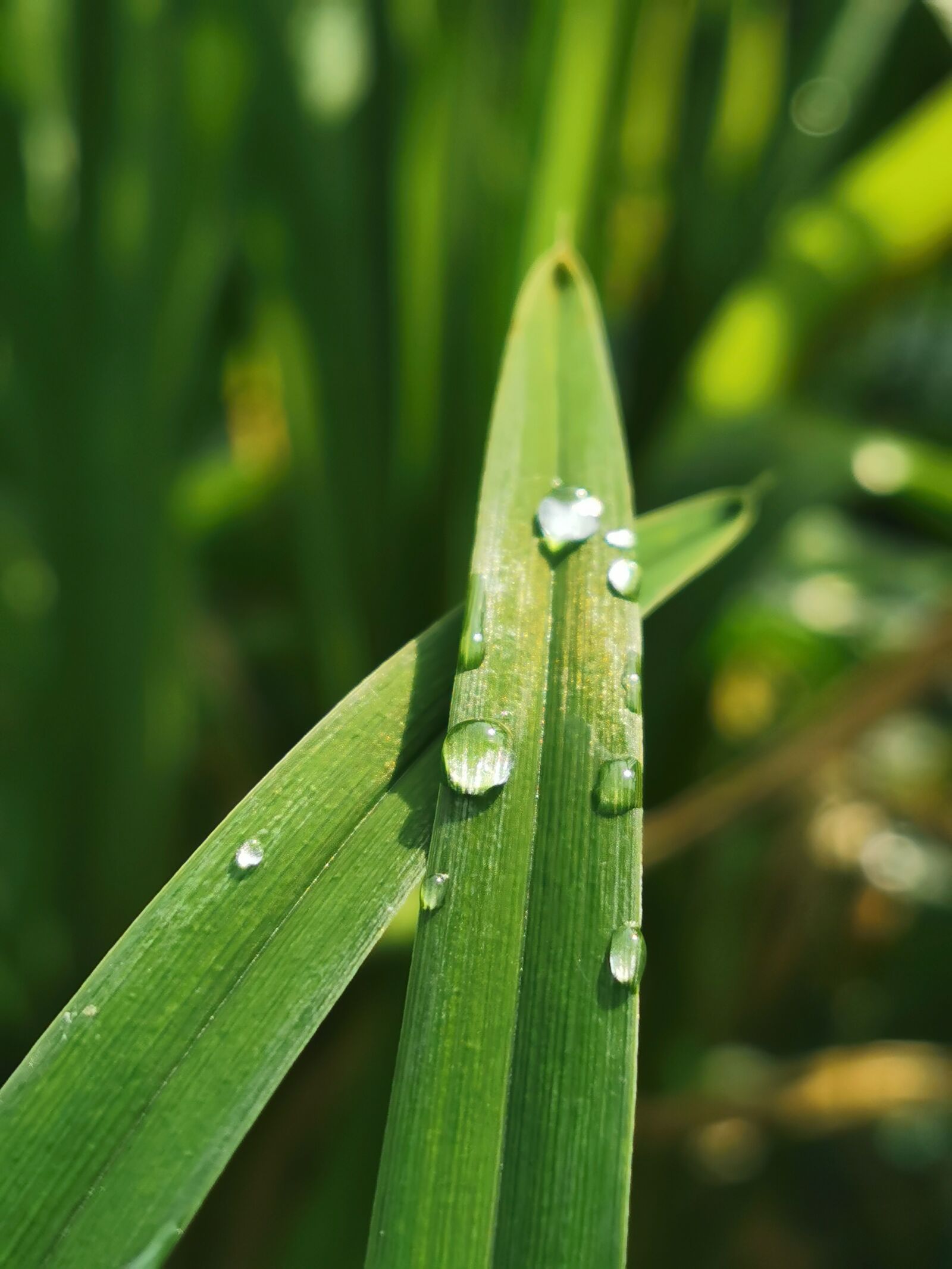 HUAWEI P30 Pro sample photo. Water, drops, grass photography