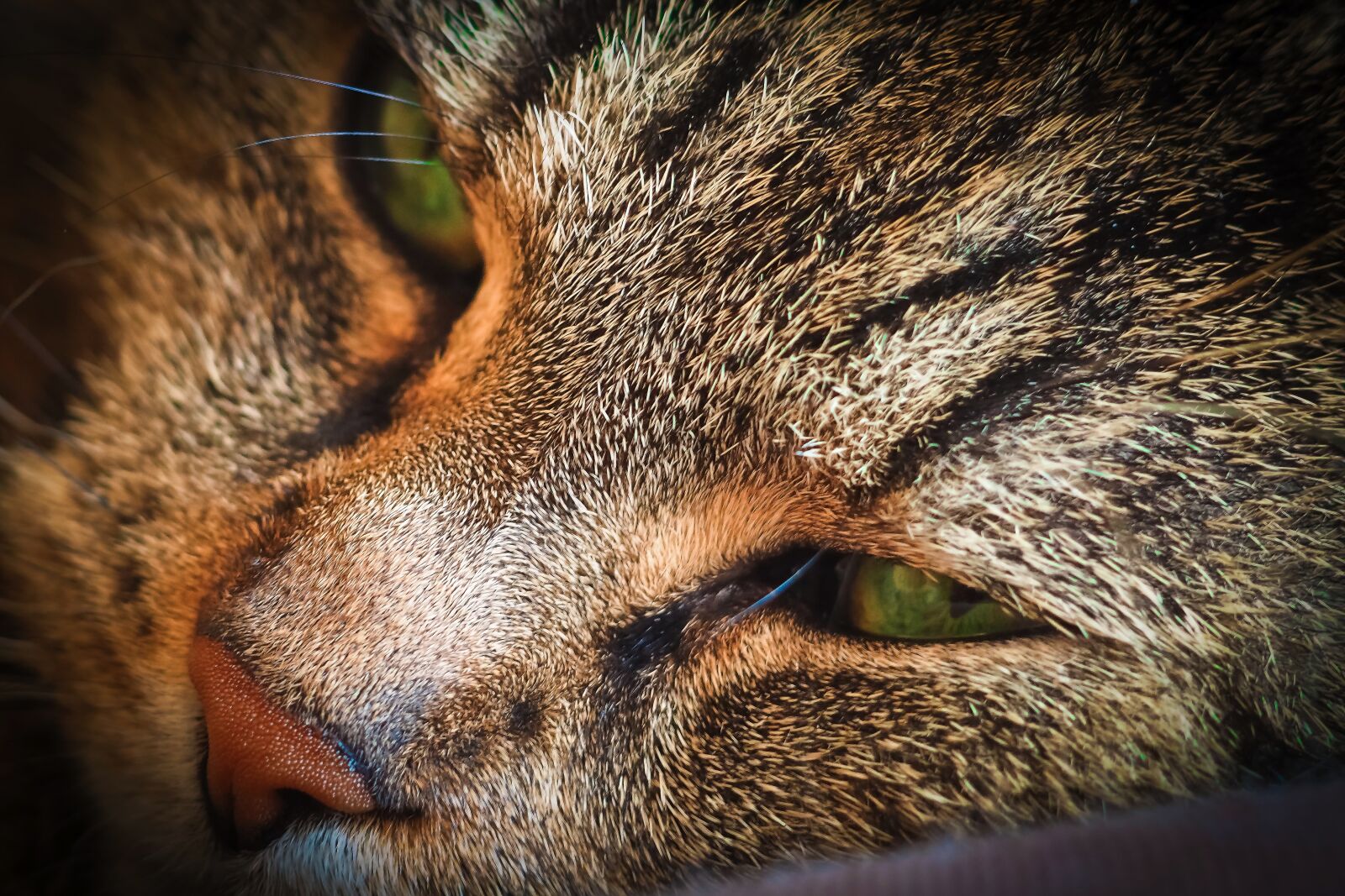 Olympus OM-D E-M10 sample photo. Cat, animal, pet photography