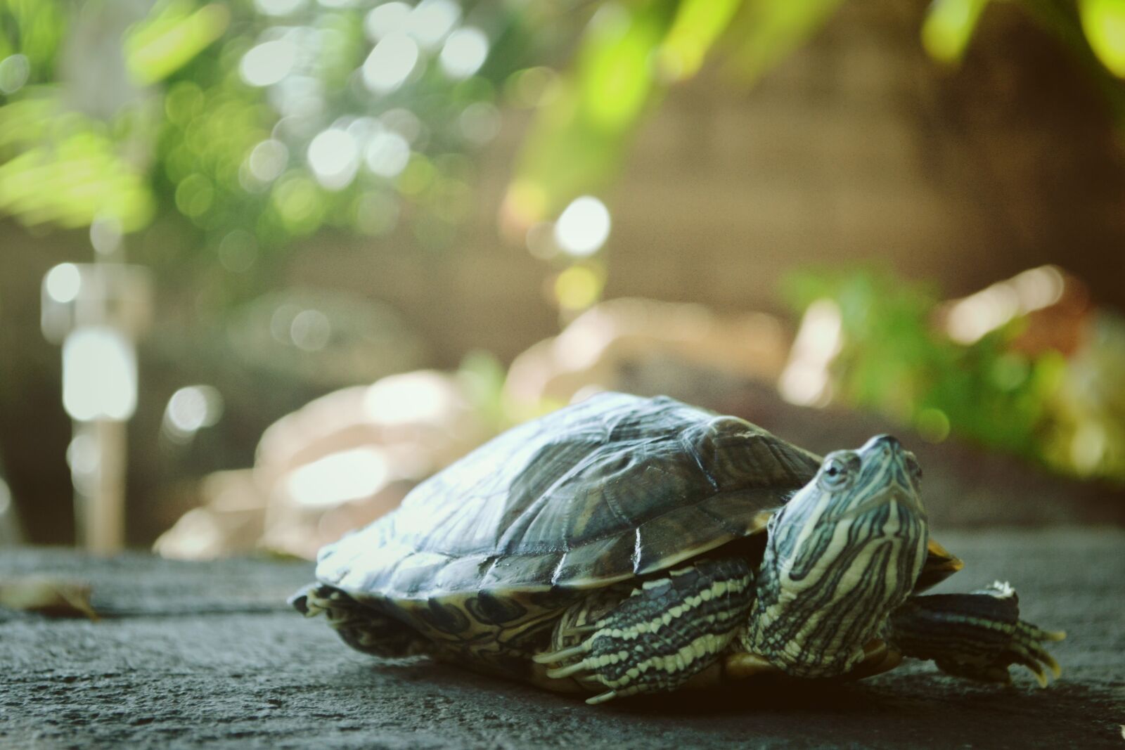 Nikon D3100 sample photo. Animal, luisrochagn, pet, reptile photography