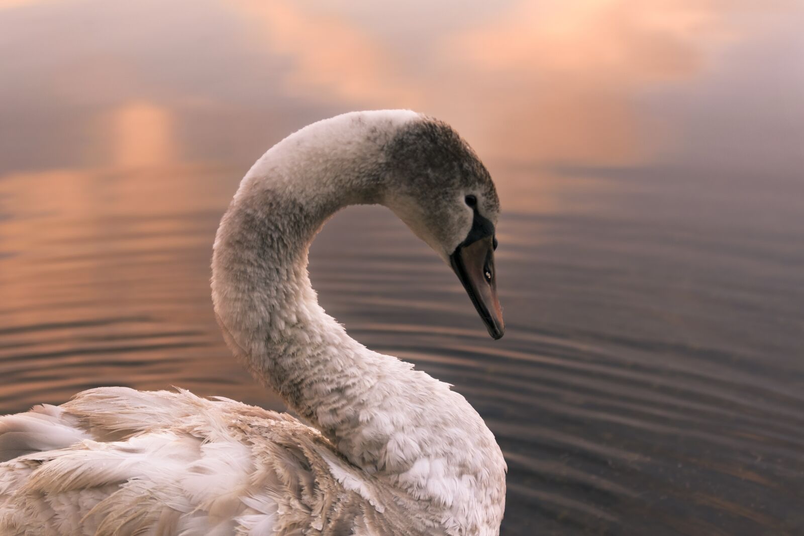 Nikon D5300 sample photo. Swan, bird, lake photography