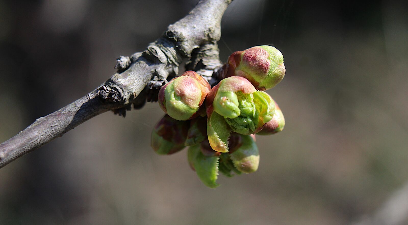 Canon EOS 4000D (EOS Rebel T100 / EOS 3000D) sample photo. Nature, plants, branches photography