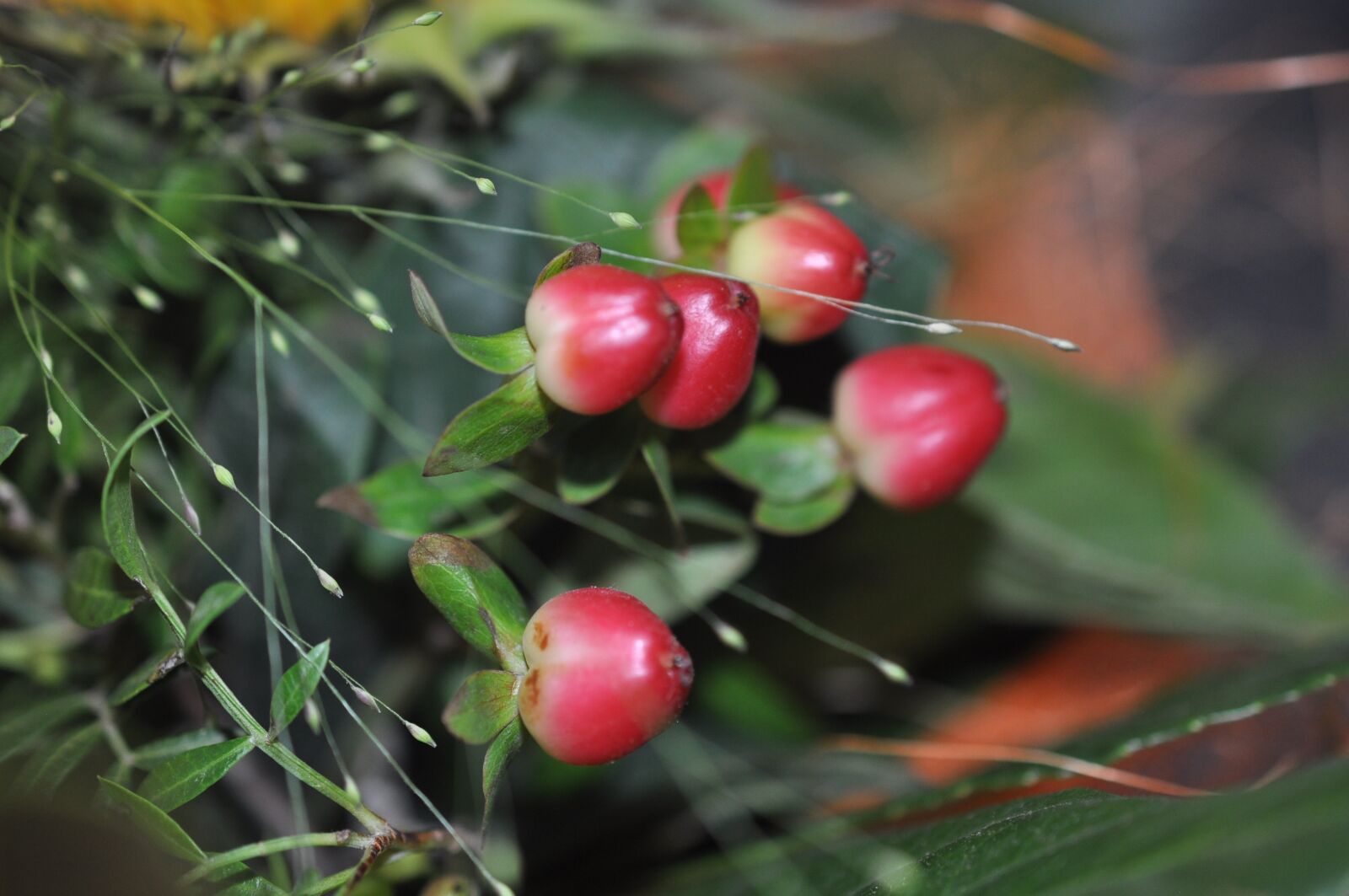Nikon D90 sample photo. Flower, blossom, bloom photography