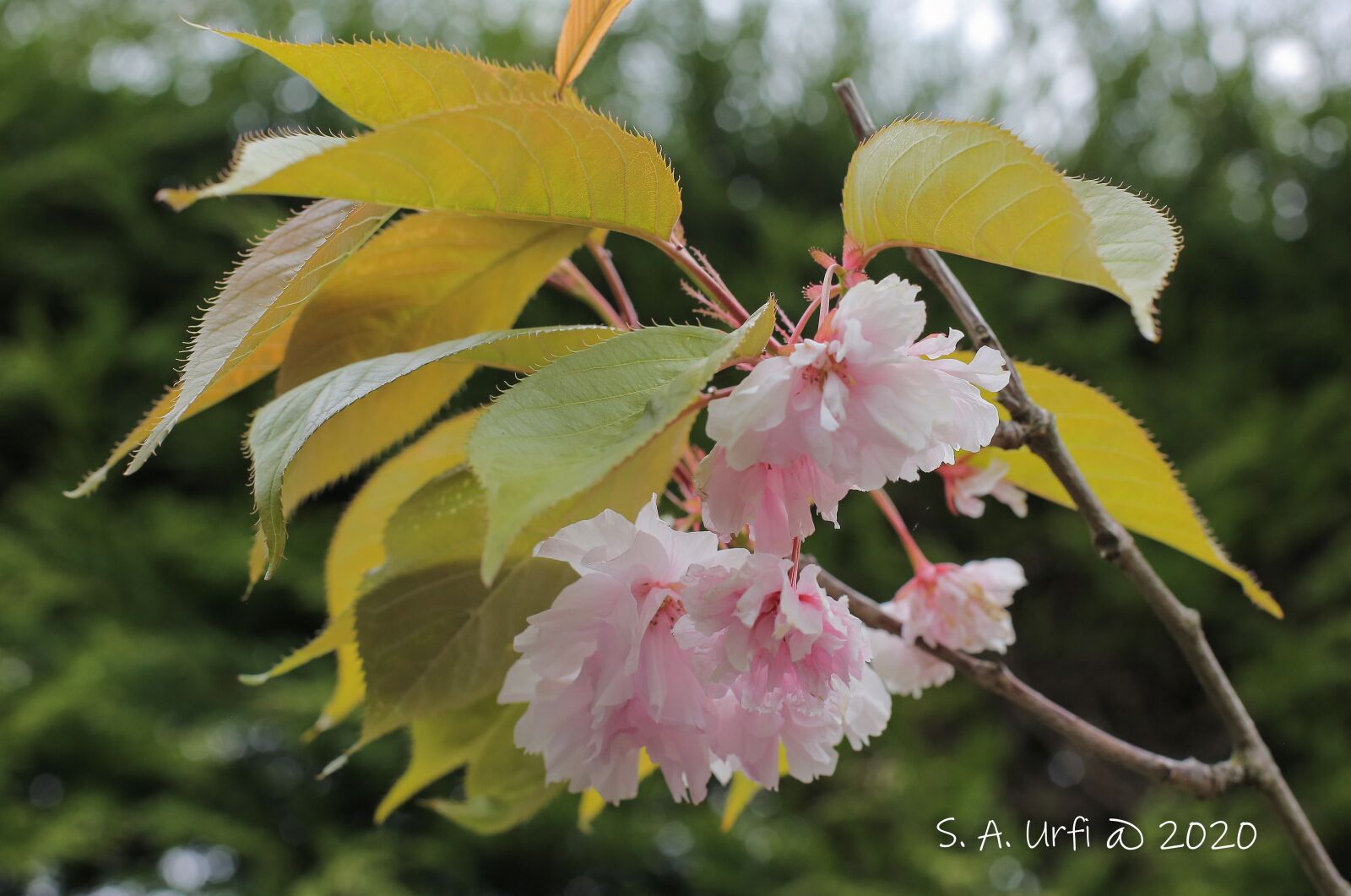 Canon EF 50mm F1.4 USM sample photo. Prunus, cherry blossom, spring photography